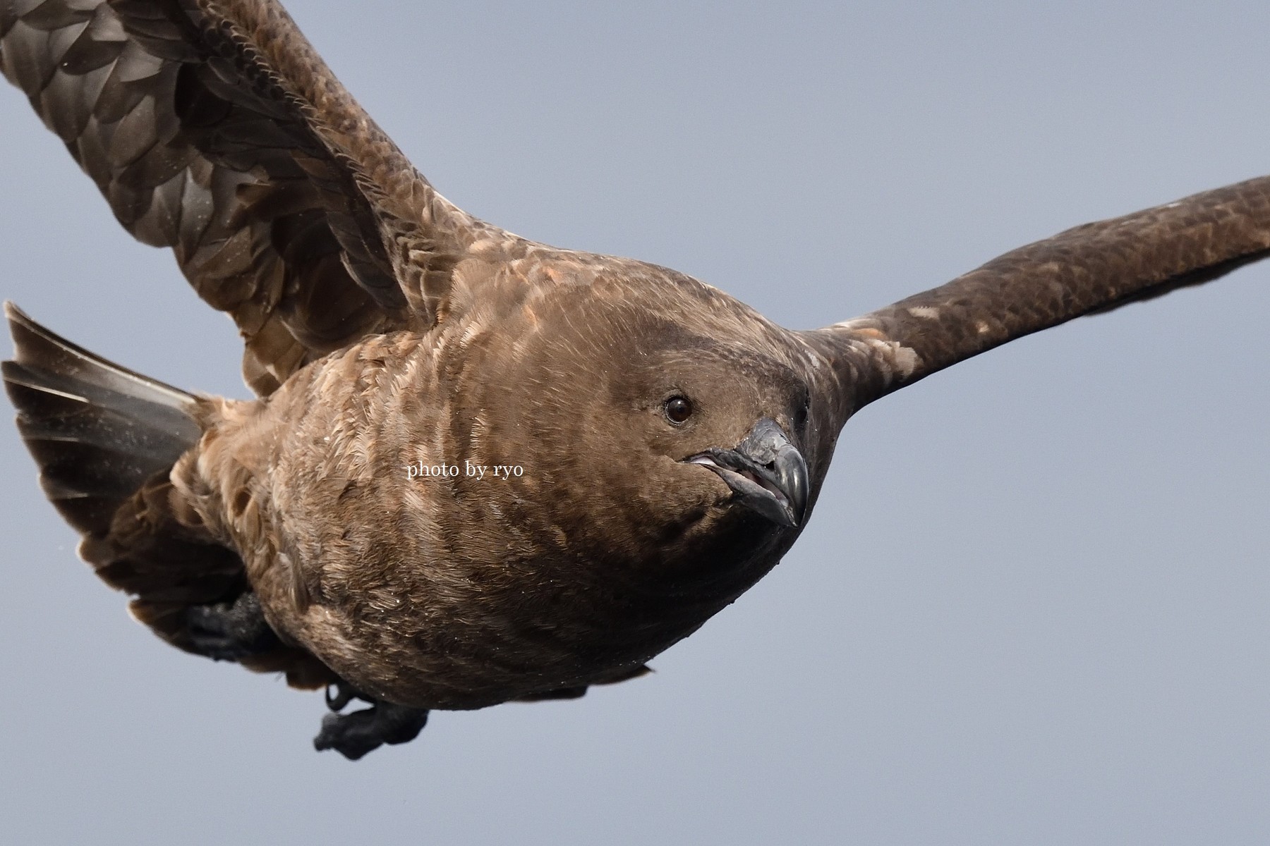 18 8 24 26 Kiama Pelagic Brown Skua チャイロオオトウゾクカモメ 島と海 18 8 24 26 Kiama Pelagic Brown Skua チャイロオオトウゾクカモメ 島と海