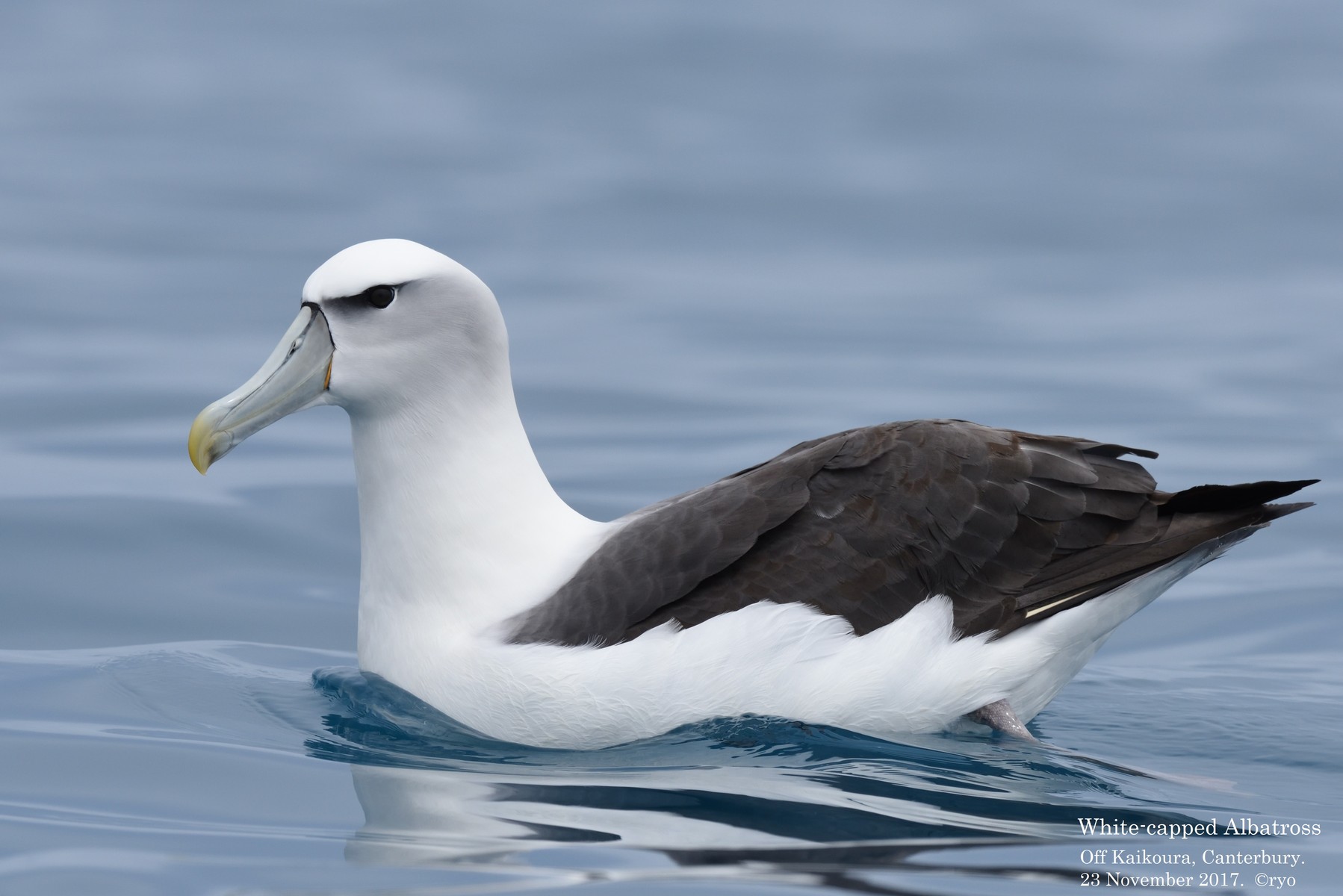 白鳥 NZ Day2 Kaikoura⑦ White-capped Albatross／オークランドハジロ