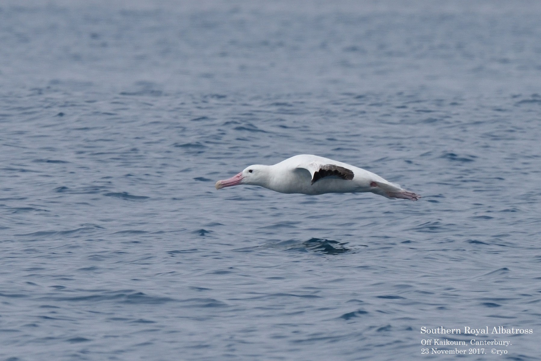 NZ Day2 Kaikoura⑤ Northern Royal Albatross, Southern Royal