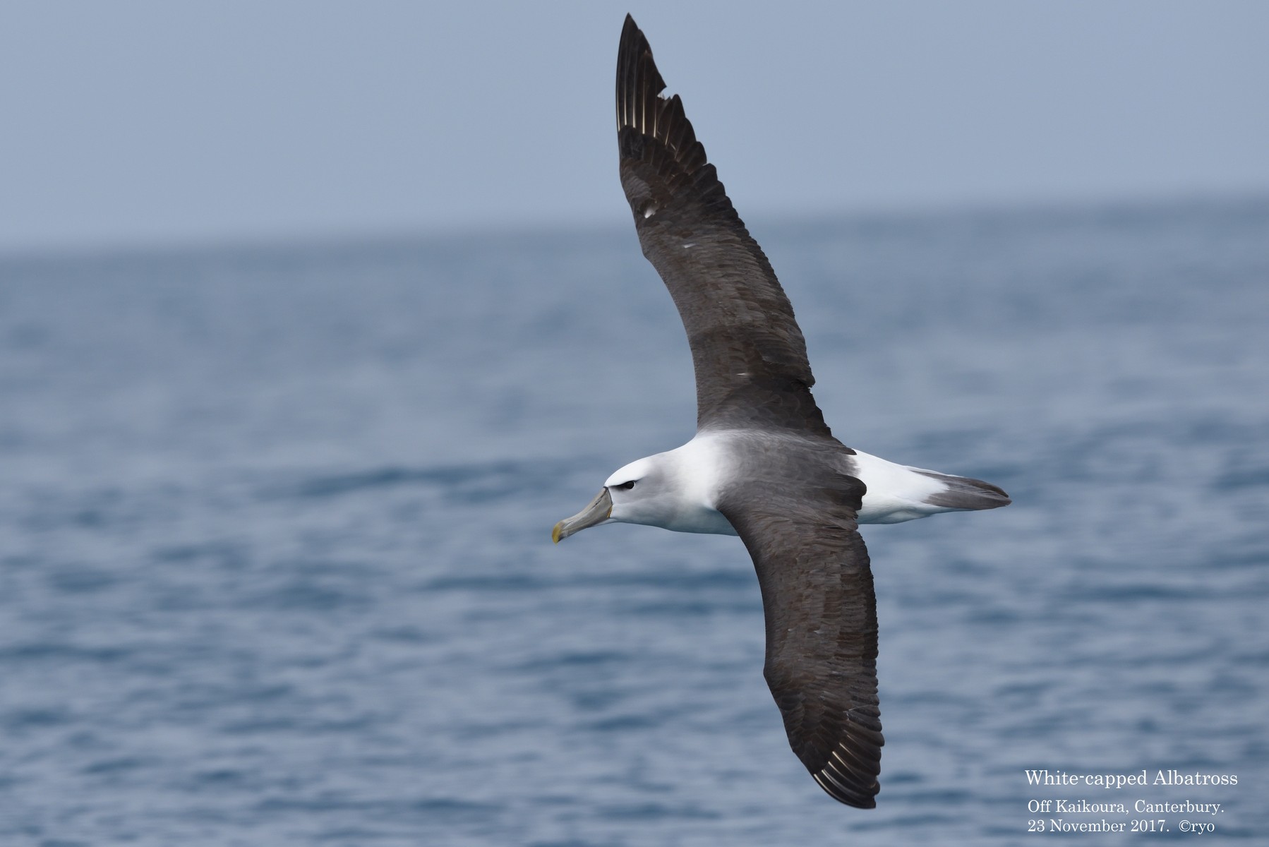 Nz Day2 Kaikoura White Capped Albatross オークランドハジロアホウドリ 島と海