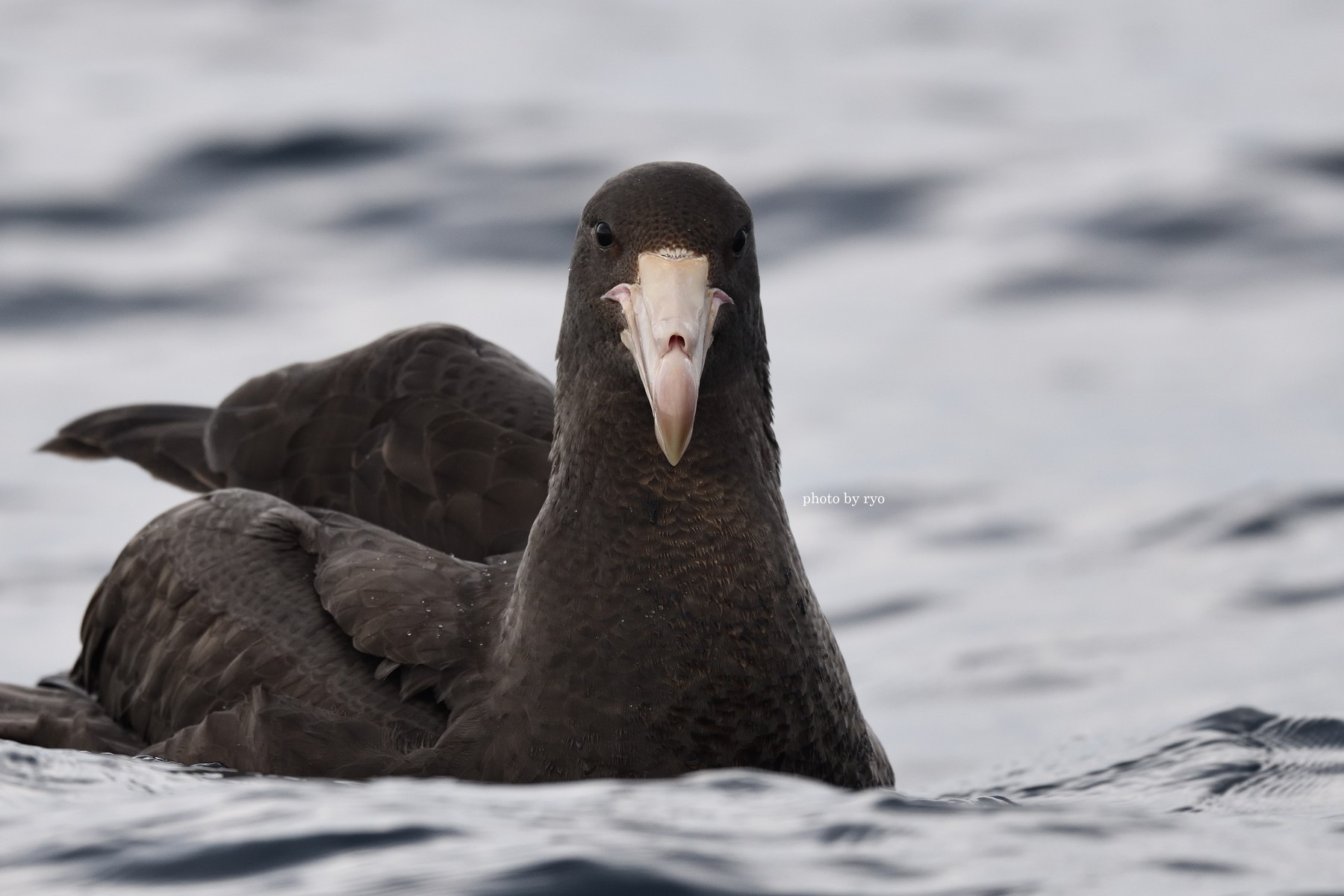 18 8 24 26 Kiama Pelagic Southern Giant Petrel オオフルマカモメ Northern Giant Petrel キタオオフルマカモメ 島と海 18 8 24 26 Kiama Pelagic Southern Giant Petrel オオフルマカモメ Northern Giant Petrel キタオオフルマカモメ 島と海