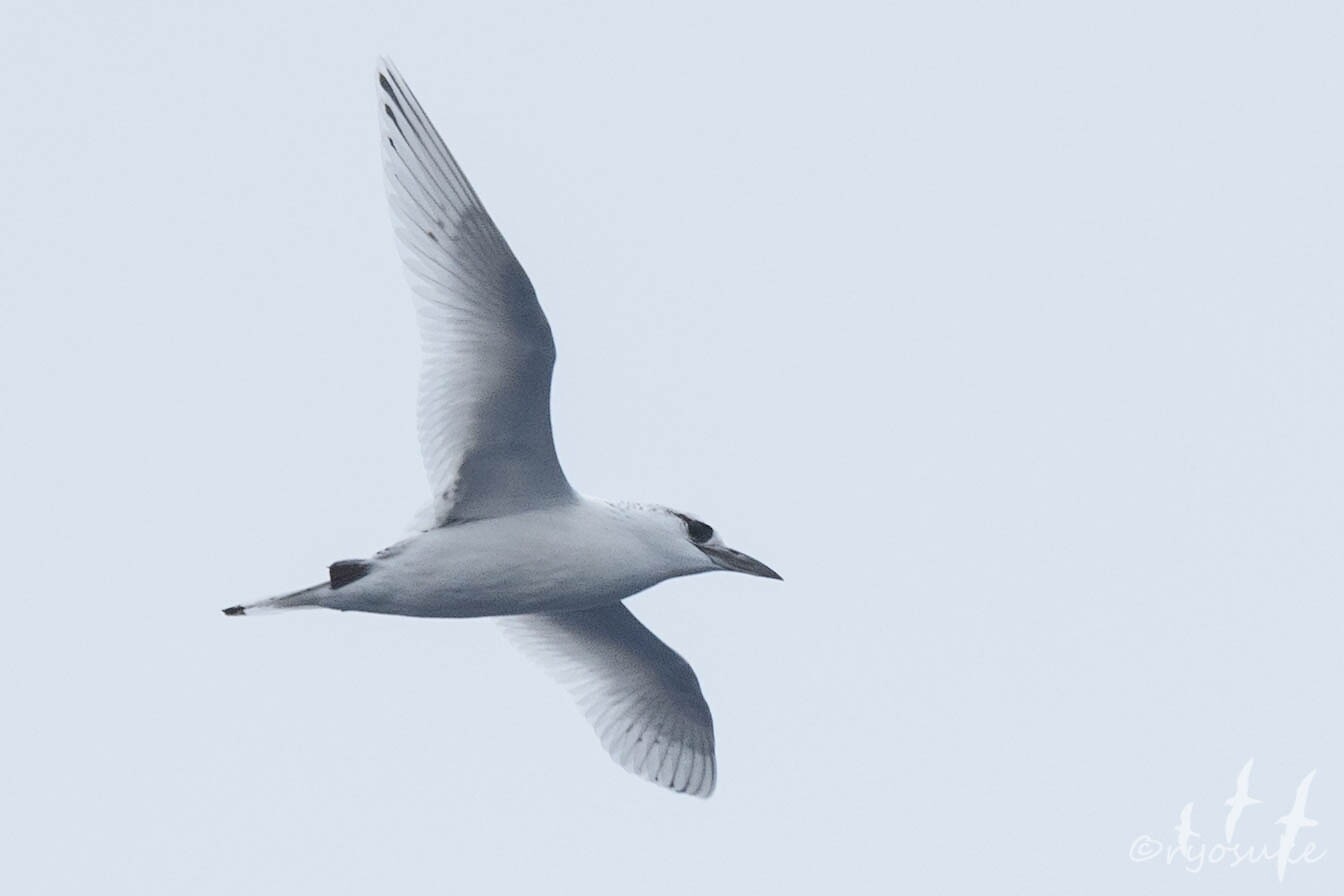 7 5 八丈航路 アカオネッタイチョウ Red Tailed Tropicbirdなど 島と海