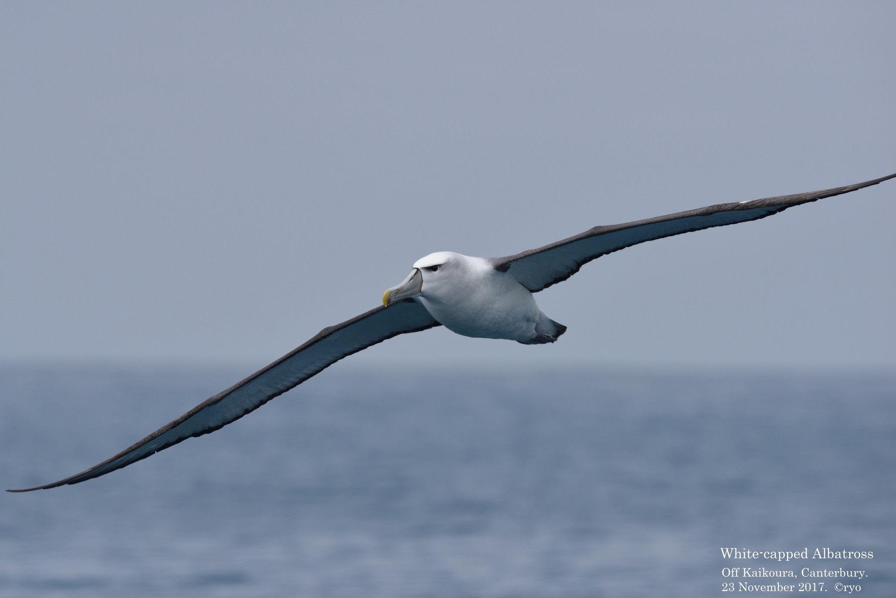 NZ Day2 Kaikoura⑦ White-capped Albatross／オークランドハジロ