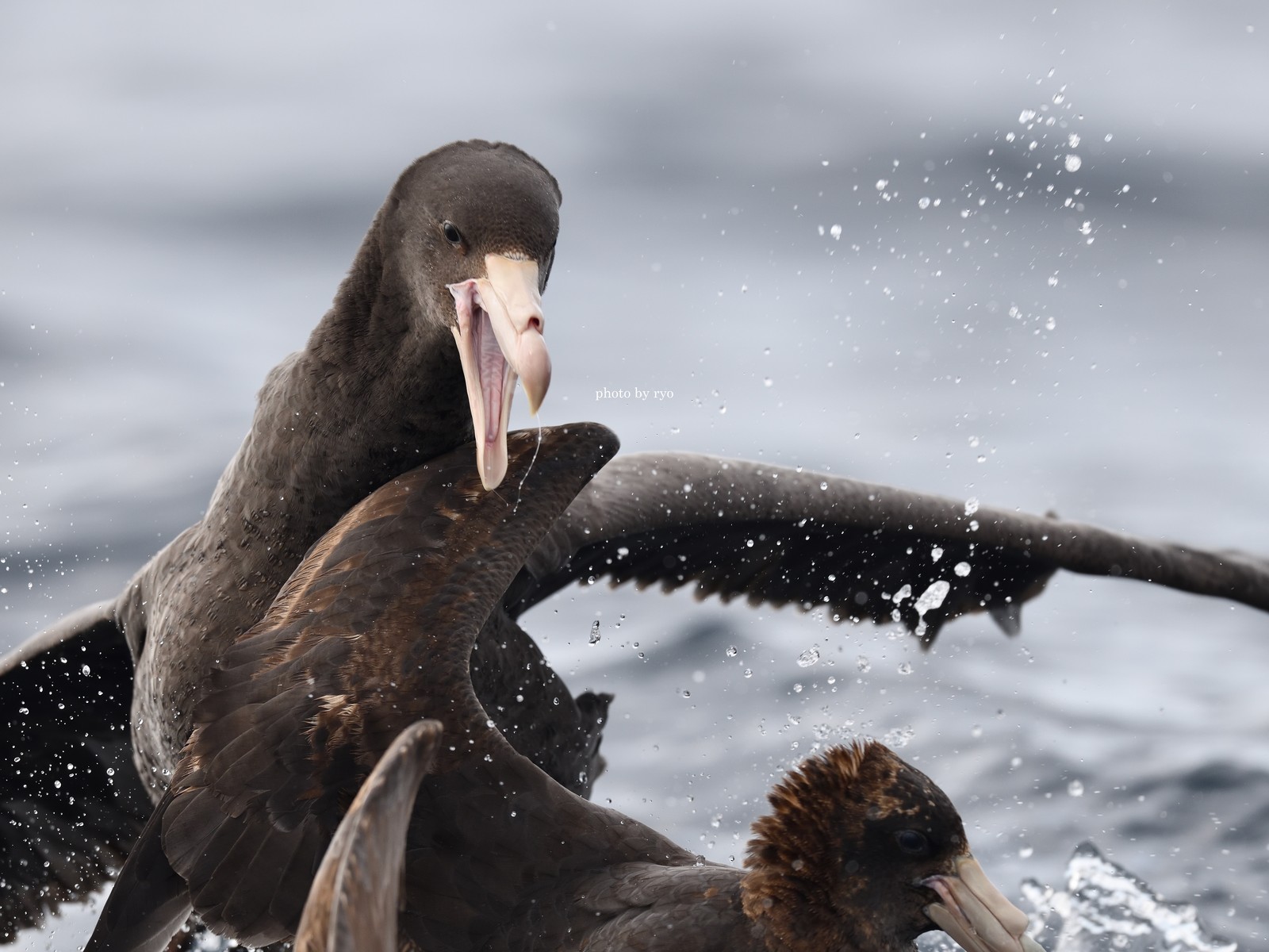 18 8 24 26 Kiama Pelagic Southern Giant Petrel オオフルマカモメ Northern Giant Petrel キタオオフルマカモメ 島と海 18 8 24 26 Kiama Pelagic Southern Giant Petrel オオフルマカモメ Northern Giant Petrel キタオオフルマカモメ 島と海
