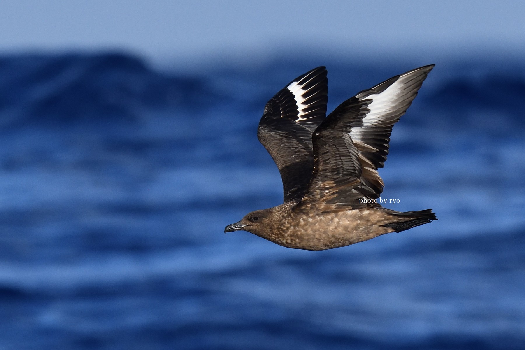 18 8 1 Madeira Zino S Petrel Pelagic Expedition Day1 Great Skua キタオオトウゾクカモメ 島と海 18 8 1 Madeira Zino S Petrel Pelagic Expedition Day1 Great Skua キタオオトウゾクカモメ 島と海