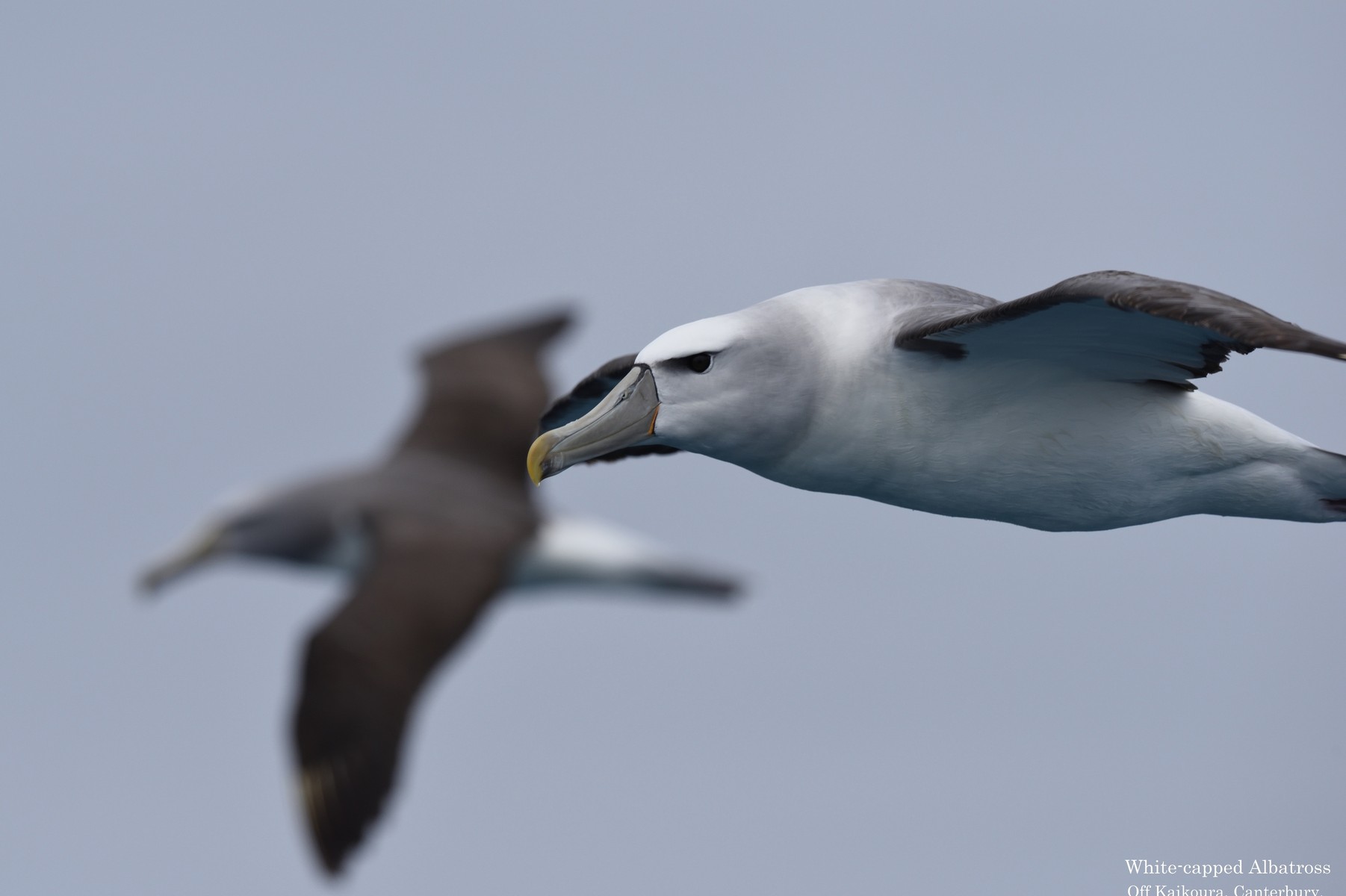 NZ Day2 Kaikoura⑦ White-capped Albatross／オークランドハジロ