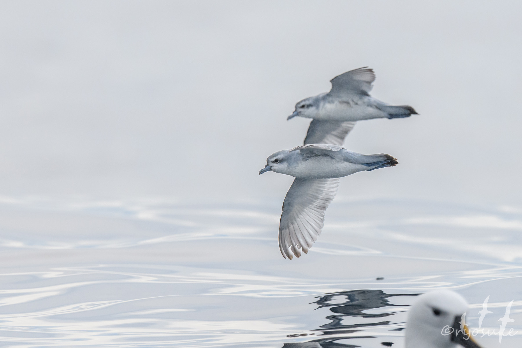 SP 天才プログラマーなぐーたら妹 鳴海 兎亜 CGC10 PRISTINE 800px-MASTER_ARTIST_4_13.png