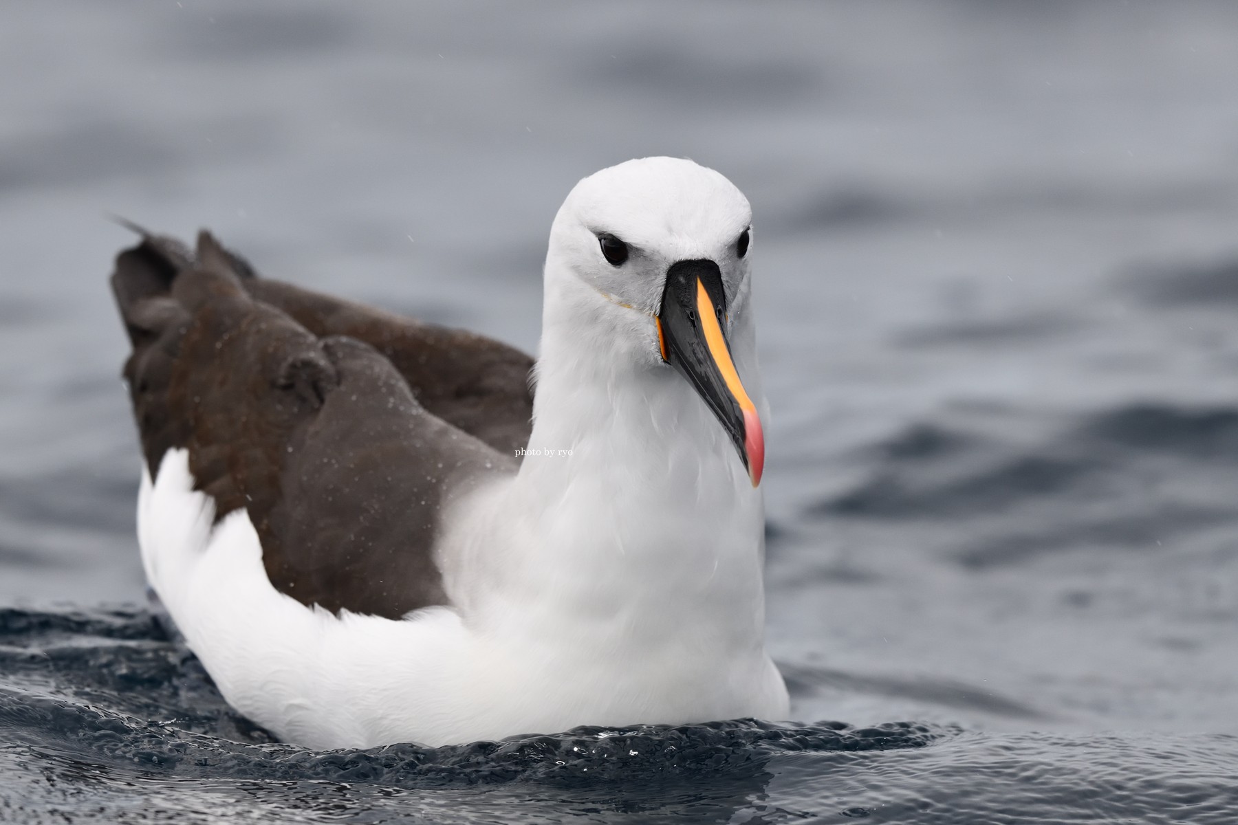 18 8 24 26 Kiama Pelagic Indian Yellow Nosed Albatross ヒガシキバナアホウドリ 島と海