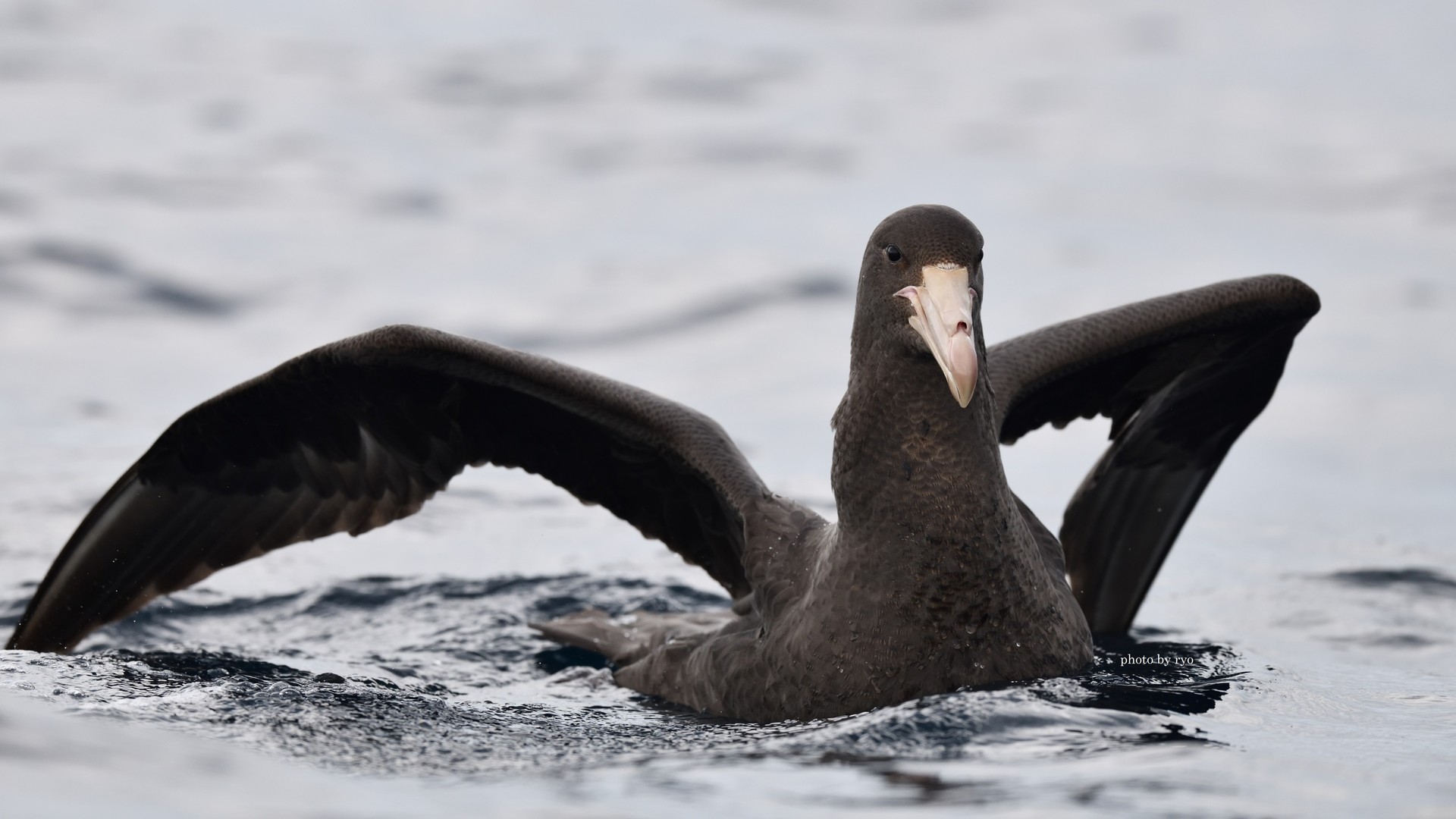 18 8 24 26 Kiama Pelagic Southern Giant Petrel オオフルマカモメ Northern Giant Petrel キタオオフルマカモメ 島と海 18 8 24 26 Kiama Pelagic Southern Giant Petrel オオフルマカモメ Northern Giant Petrel キタオオフルマカモメ 島と海