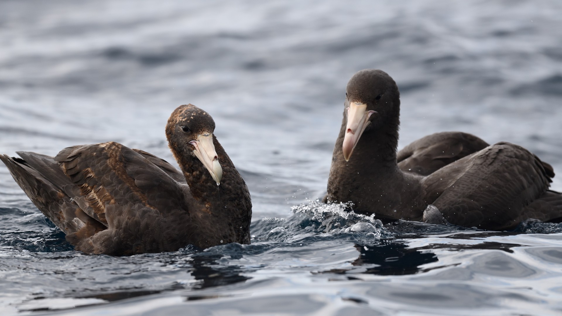 18 8 24 26 Kiama Pelagic Southern Giant Petrel オオフルマカモメ Northern Giant Petrel キタオオフルマカモメ 島と海 18 8 24 26 Kiama Pelagic Southern Giant Petrel オオフルマカモメ Northern Giant Petrel キタオオフルマカモメ 島と海