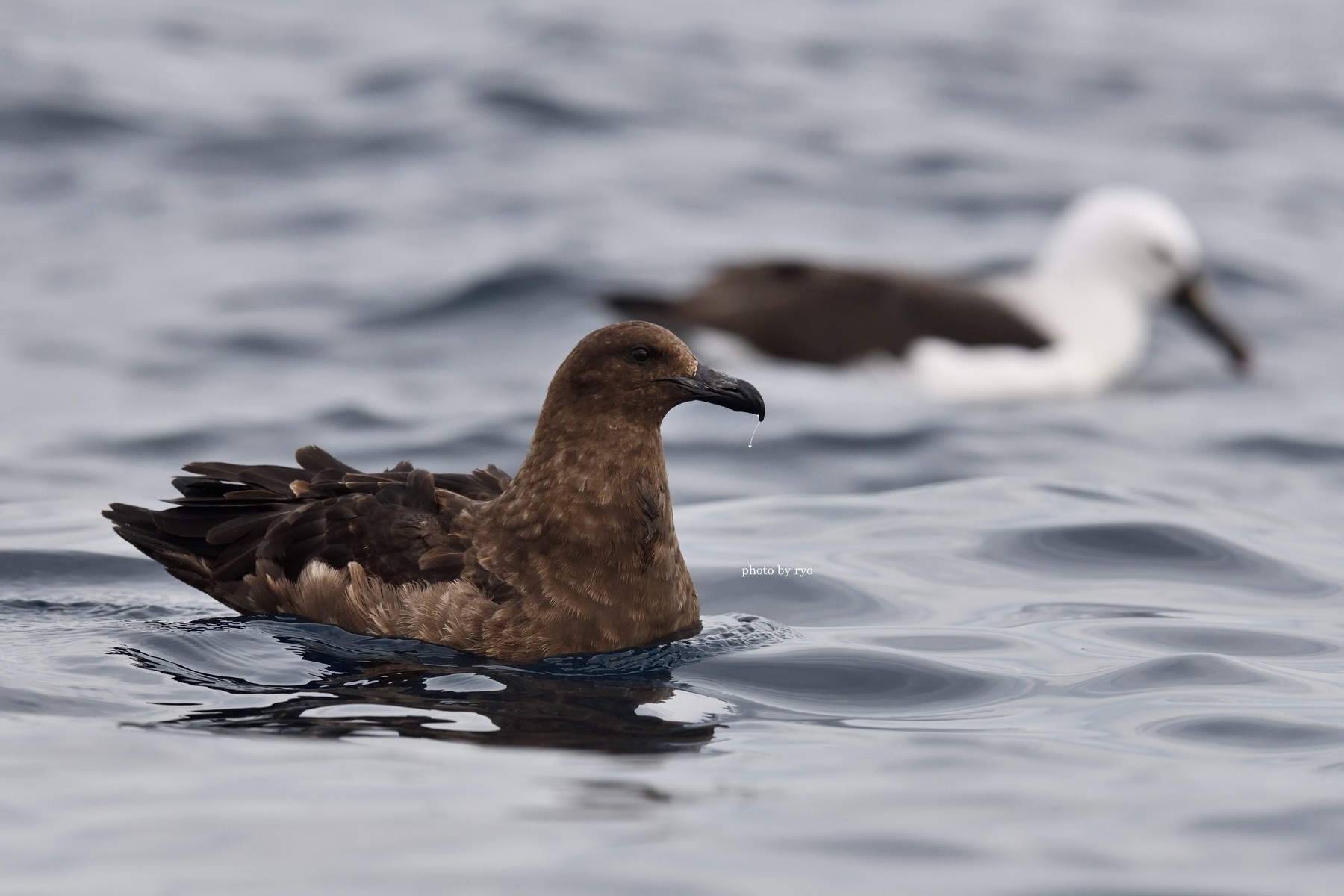 18 8 24 26 Kiama Pelagic Brown Skua チャイロオオトウゾクカモメ 島と海 18 8 24 26 Kiama Pelagic Brown Skua チャイロオオトウゾクカモメ 島と海