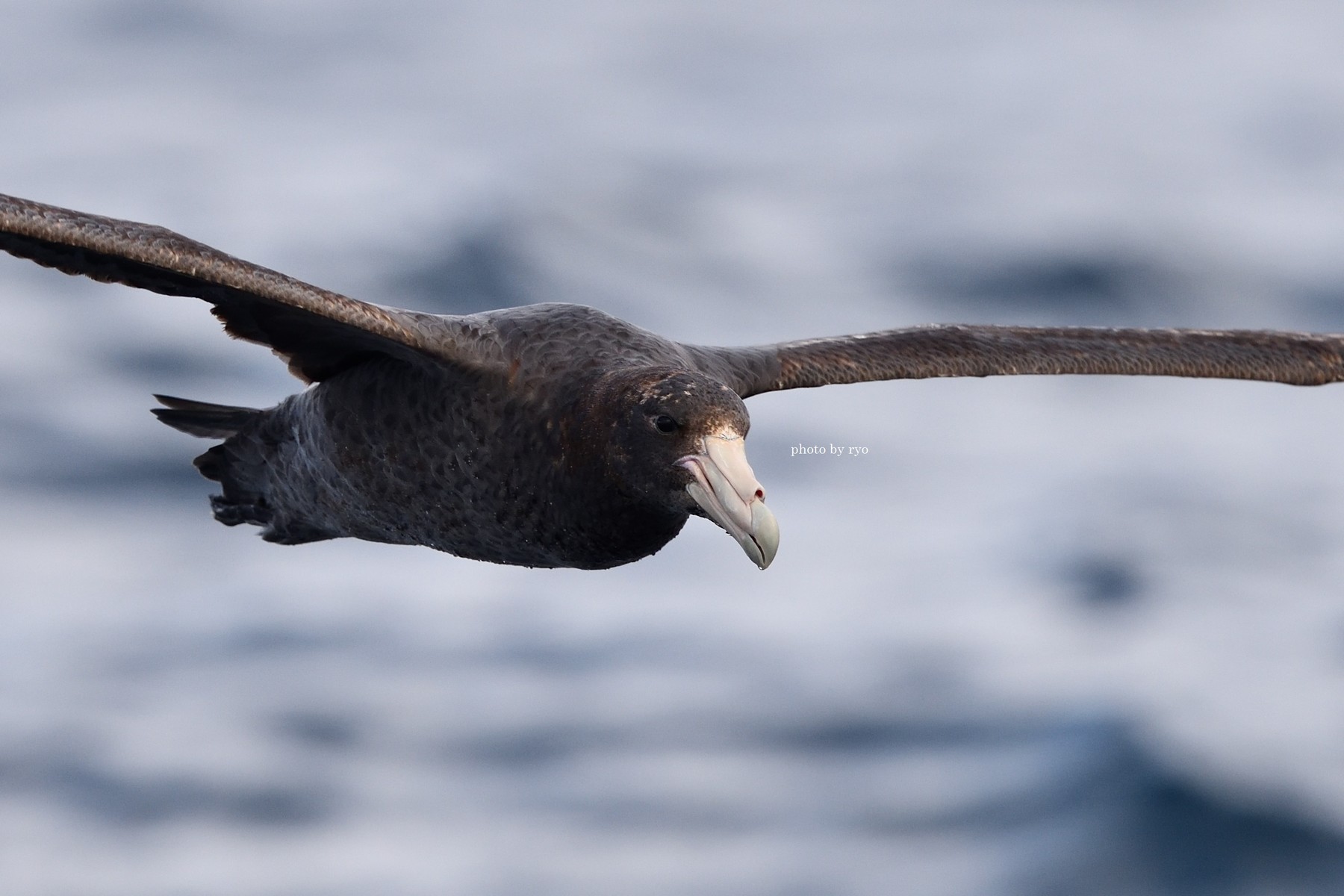 18 8 24 26 Kiama Pelagic Southern Giant Petrel オオフルマカモメ Northern Giant Petrel キタオオフルマカモメ 島と海 18 8 24 26 Kiama Pelagic Southern Giant Petrel オオフルマカモメ Northern Giant Petrel キタオオフルマカモメ 島と海