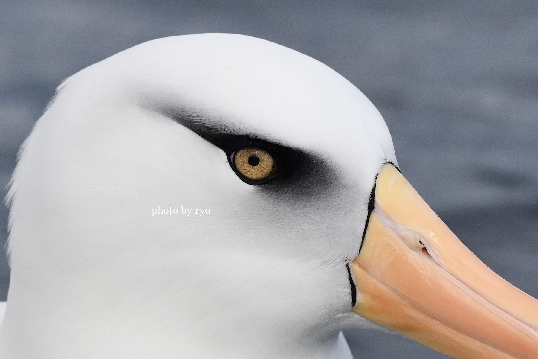 18.8.24-26 [Kiama]Pelagic - Campbell Albatross／キャンベル