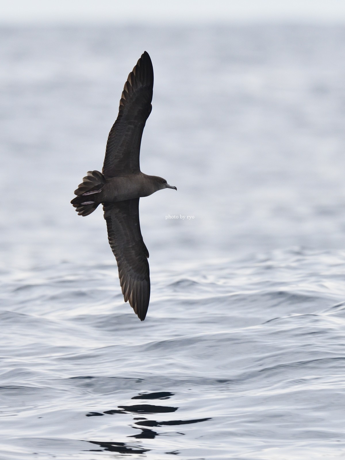 うみのとり オーストラリア（14）外洋海鳥調査船～セグロシロハラ