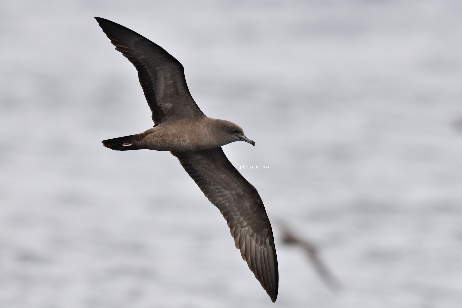 うみのとり Wedge-tailed Shearwater
