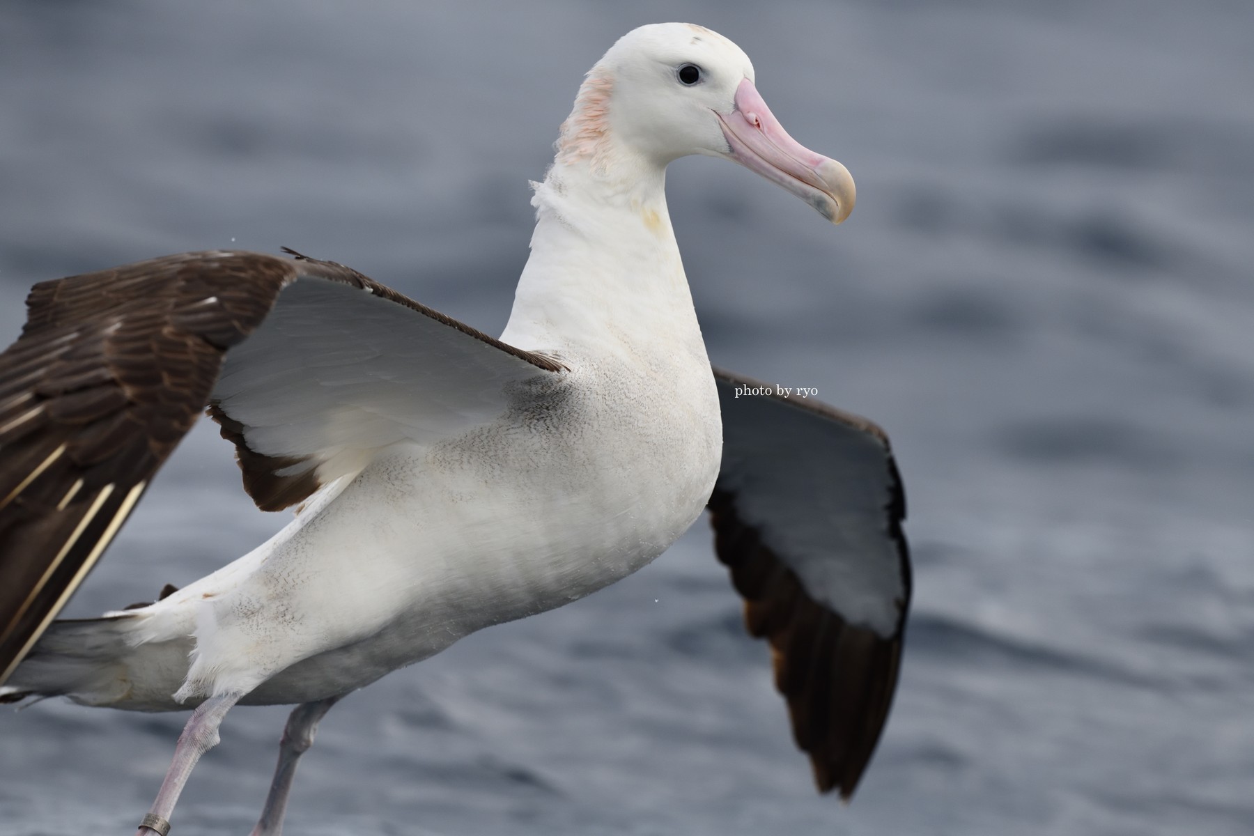 18 8 24 26 Kiama Pelagic Antipodean Albatross Gibson S Albatross オークランド ワタリアホウドリ 島と海