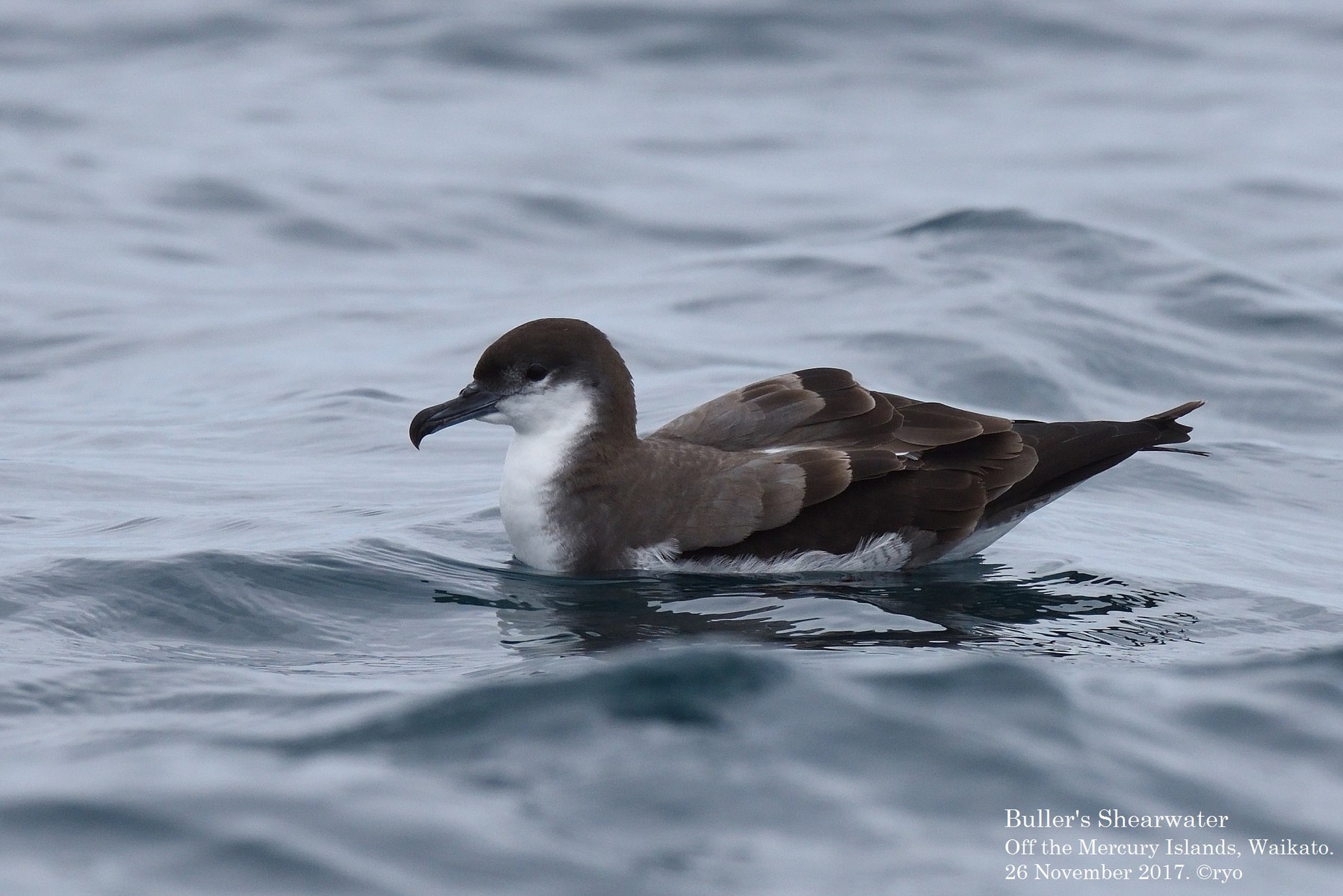 NZ Day5 Whitianga③ Ardenna : Buller's Shearwater／ミナミ