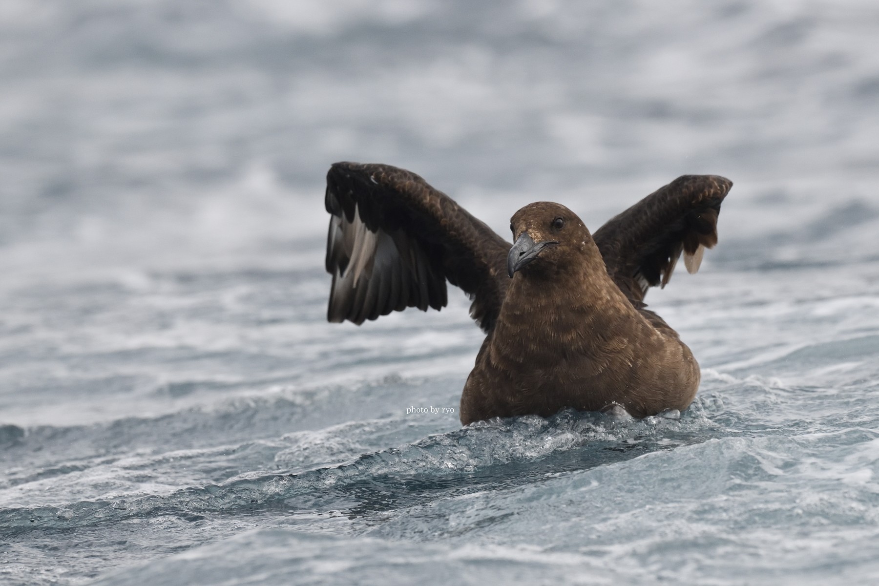18 8 24 26 Kiama Pelagic Brown Skua チャイロオオトウゾクカモメ 島と海 18 8 24 26 Kiama Pelagic Brown Skua チャイロオオトウゾクカモメ 島と海
