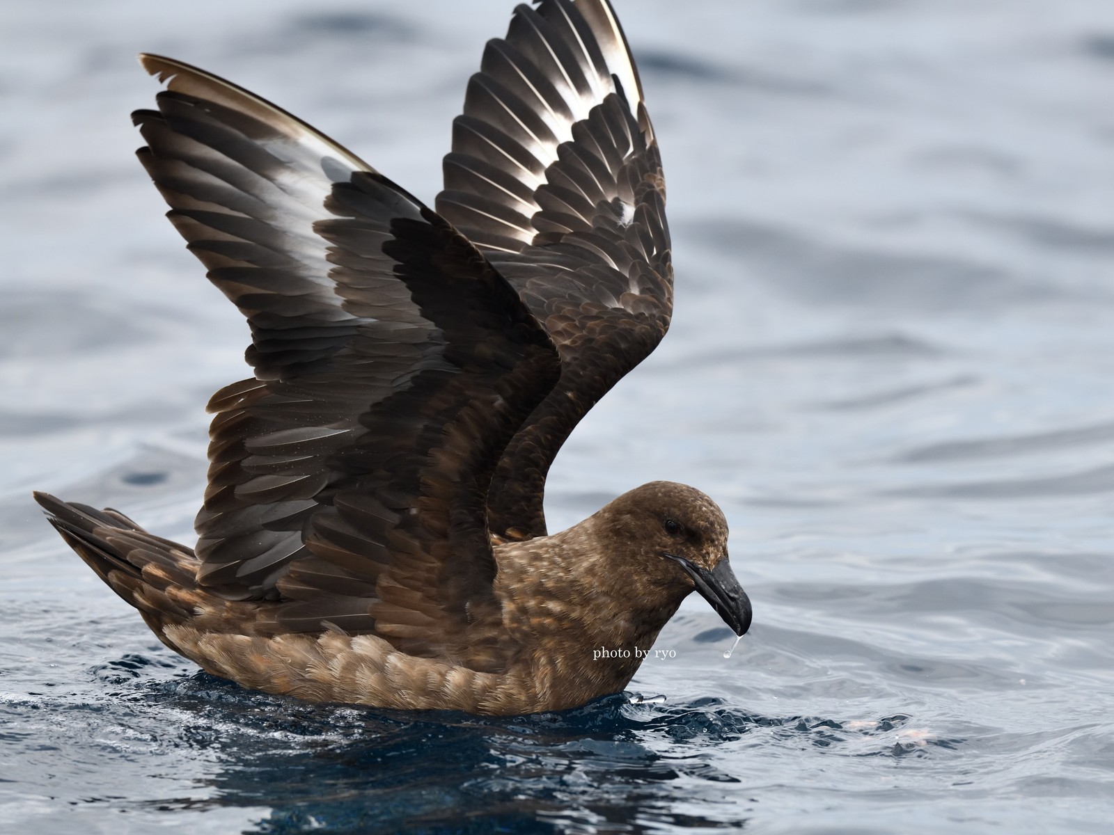 18 8 24 26 Kiama Pelagic Brown Skua チャイロオオトウゾクカモメ 島と海 18 8 24 26 Kiama Pelagic Brown Skua チャイロオオトウゾクカモメ 島と海