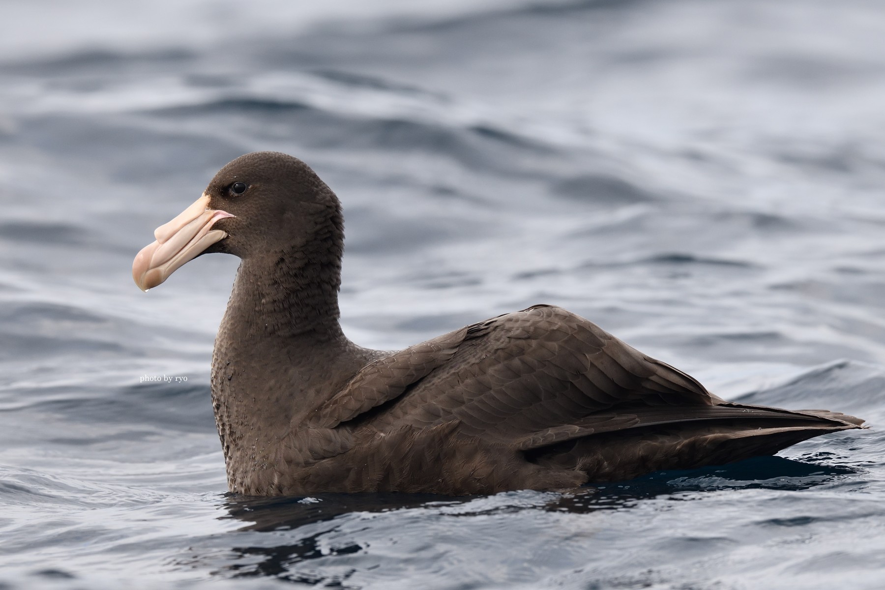 18 8 24 26 Kiama Pelagic Southern Giant Petrel オオフルマカモメ Northern Giant Petrel キタオオフルマカモメ 島と海 18 8 24 26 Kiama Pelagic Southern Giant Petrel オオフルマカモメ Northern Giant Petrel キタオオフルマカモメ 島と海