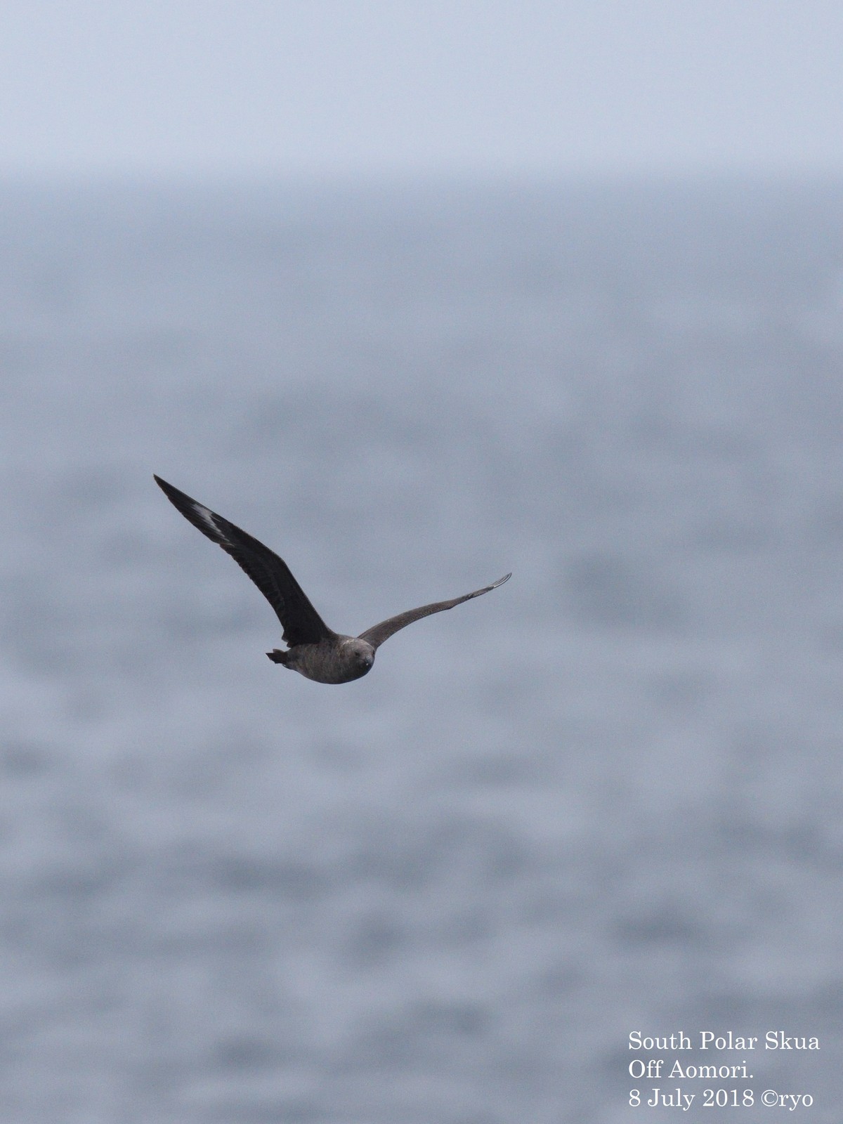 18.7.8 大苫航路 オオトウゾクカモメ／South Polar Skua ほか