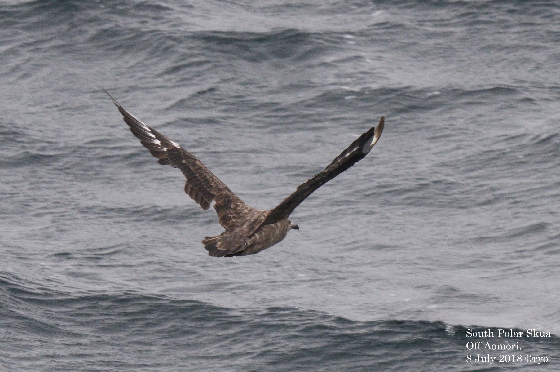 18 7 8 大苫航路 オオトウゾクカモメ South Polar Skua ほか 島と海 18 7 8 大苫航路 オオトウゾクカモメ South Polar Skua ほか 島と海