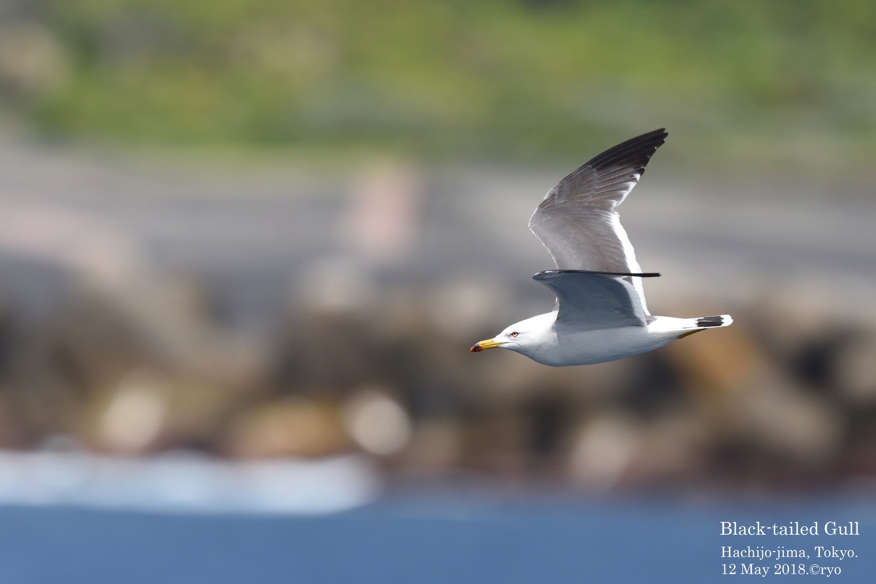 島と海　18.5.12　八丈航路　オオトウゾクカモメ／South Polar Skua などコメント