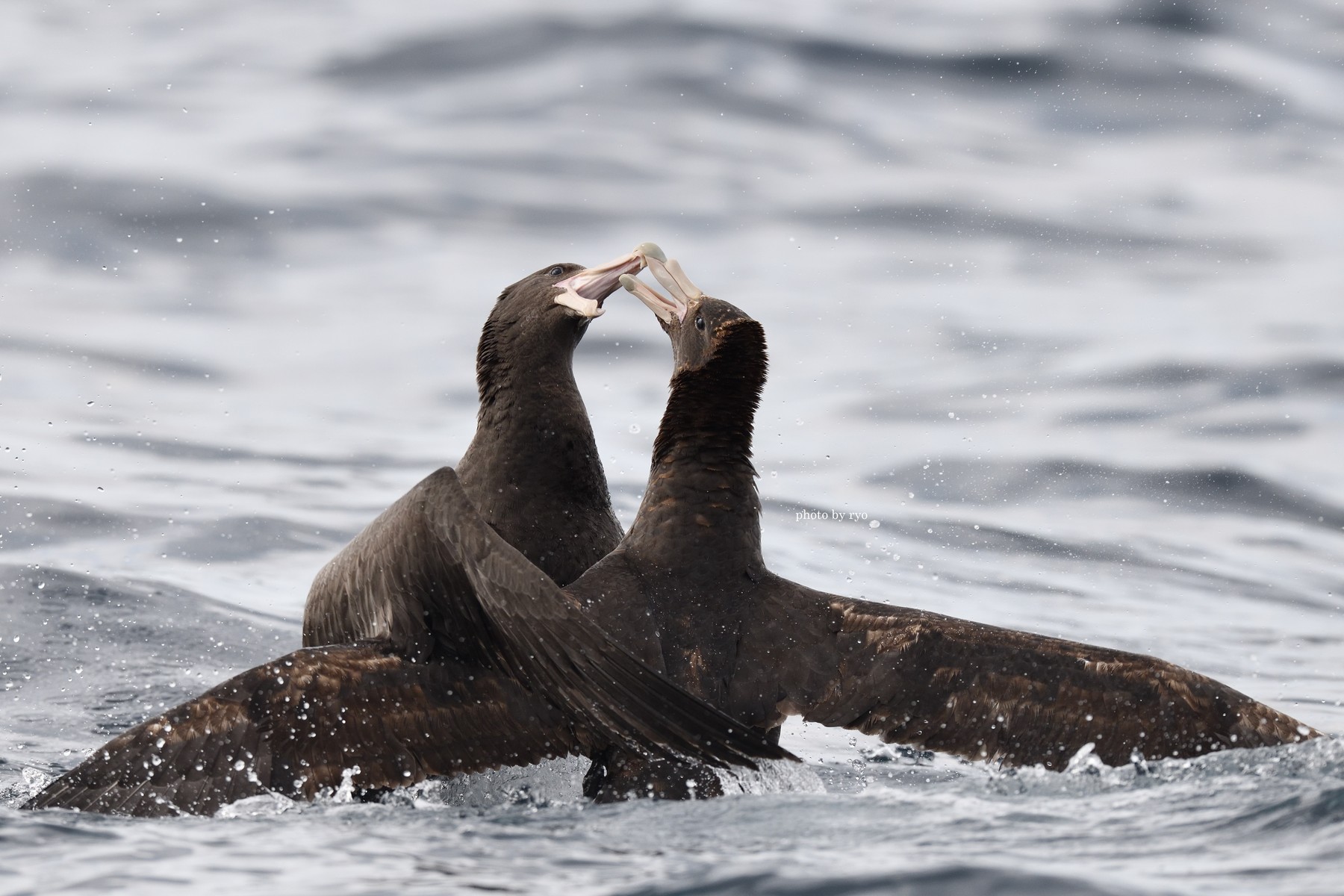 18 8 24 26 Kiama Pelagic Southern Giant Petrel オオフルマカモメ Northern Giant Petrel キタオオフルマカモメ 島と海 18 8 24 26 Kiama Pelagic Southern Giant Petrel オオフルマカモメ Northern Giant Petrel キタオオフルマカモメ 島と海