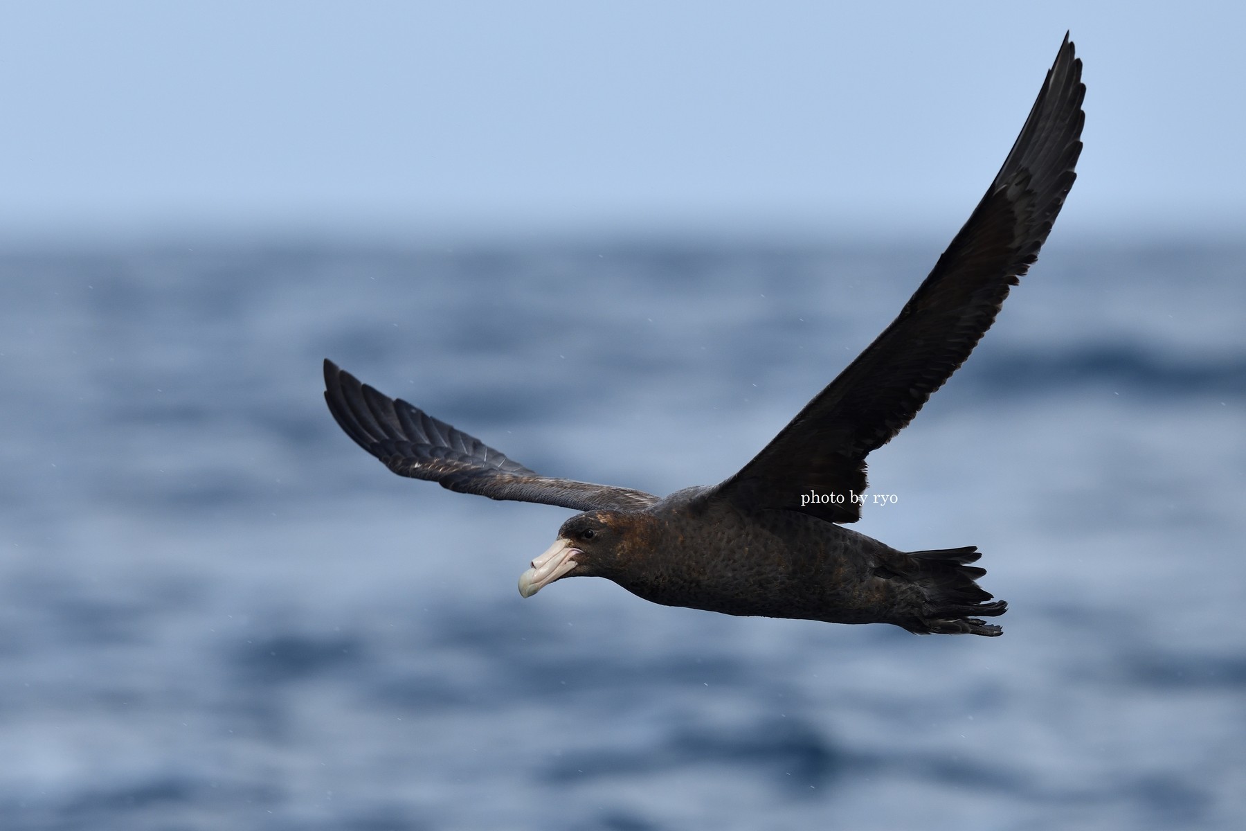 18 8 24 26 Kiama Pelagic Southern Giant Petrel オオフルマカモメ Northern Giant Petrel キタオオフルマカモメ 島と海 18 8 24 26 Kiama Pelagic Southern Giant Petrel オオフルマカモメ Northern Giant Petrel キタオオフルマカモメ 島と海