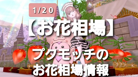 お花相場 プクモッチのお花相場情報1 20 まみむめもっちのドラクエ10日記 お花相場 プクモッチのお花相場情報1 20 まみむめもっちのドラクエ10日記