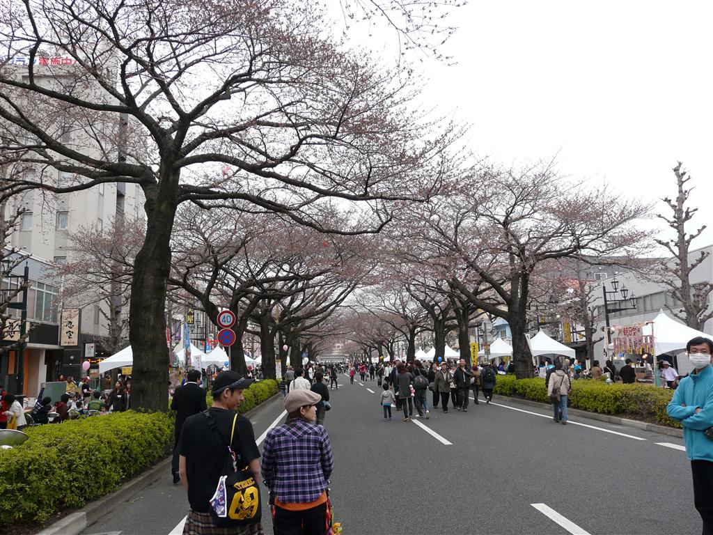 日立さくらまつり 茨城県在住の喪男 へるつ 日記