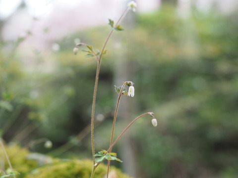 P4093507 (2)