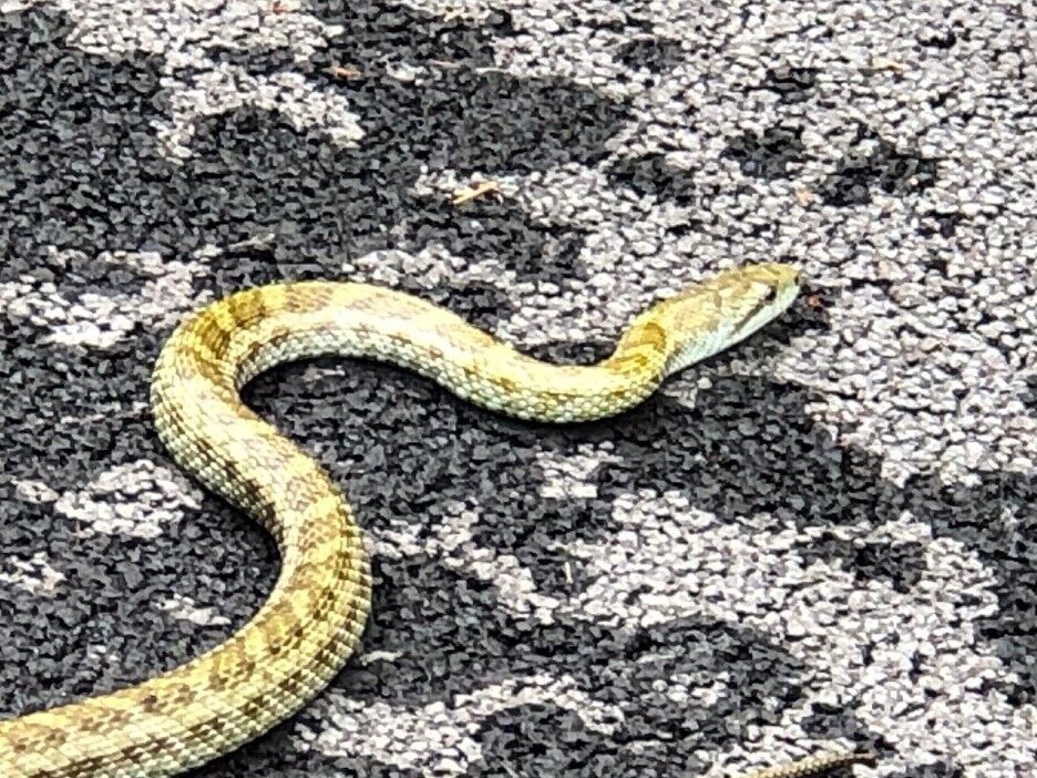 ながーいモノ 閲覧注意 林住期日記 北の森から 準備中 ながーいモノ 閲覧注意 林住期日記 北の森から 準備中