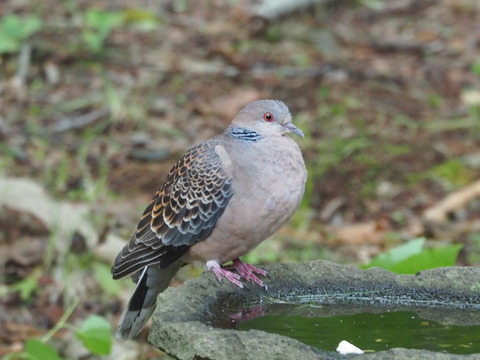 P8227249