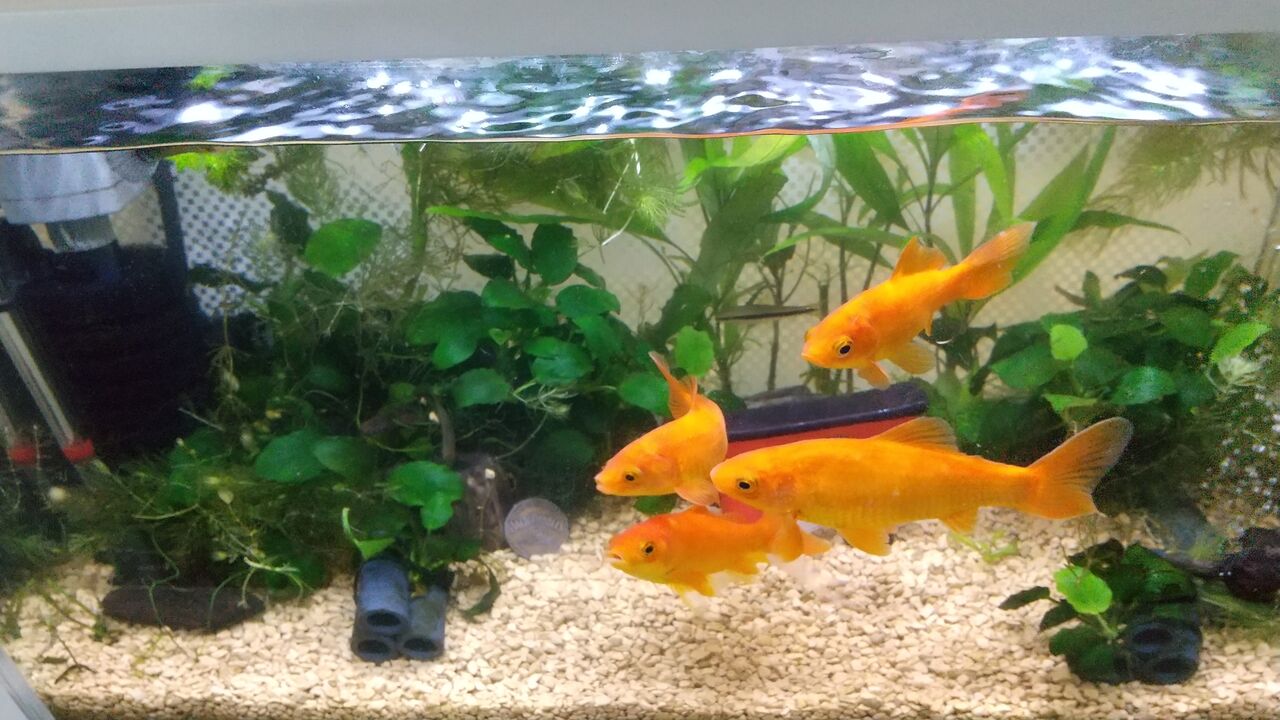 金魚水槽の水換え Motiのアクアリウム記録 Moti Aquarium 金魚水槽の水換え Motiのアクアリウム記録 Moti Aquarium