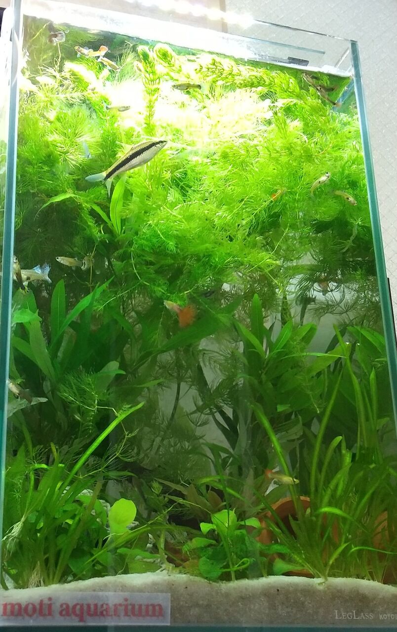 今月の水槽の様子 21年4月 です Motiのアクアリウム記録 Moti Aquarium 今月の水槽の様子 21年4月 です Motiのアクアリウム記録 Moti Aquarium