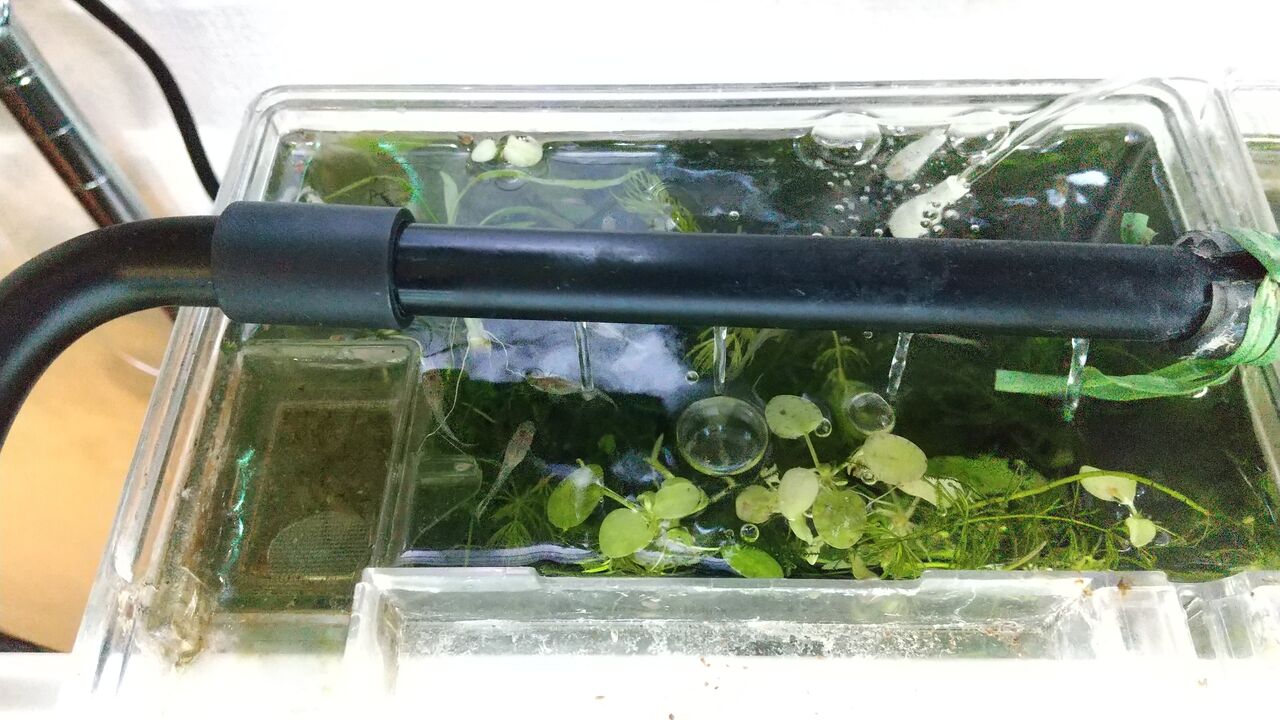 今月の水槽の様子 21年2月 です Motiのアクアリウム記録 Moti Aquarium