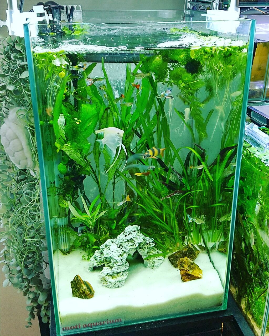 今月の水槽の様子 21年12月 です Motiのアクアリウム記録 Moti Aquarium
