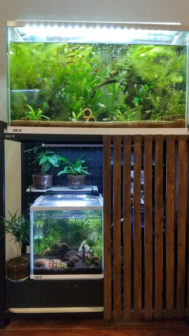 観葉植物 アスパラガス Motiのアクアリウム記録 Moti Aquarium 観葉植物 アスパラガス Motiのアクアリウム記録 Moti Aquarium