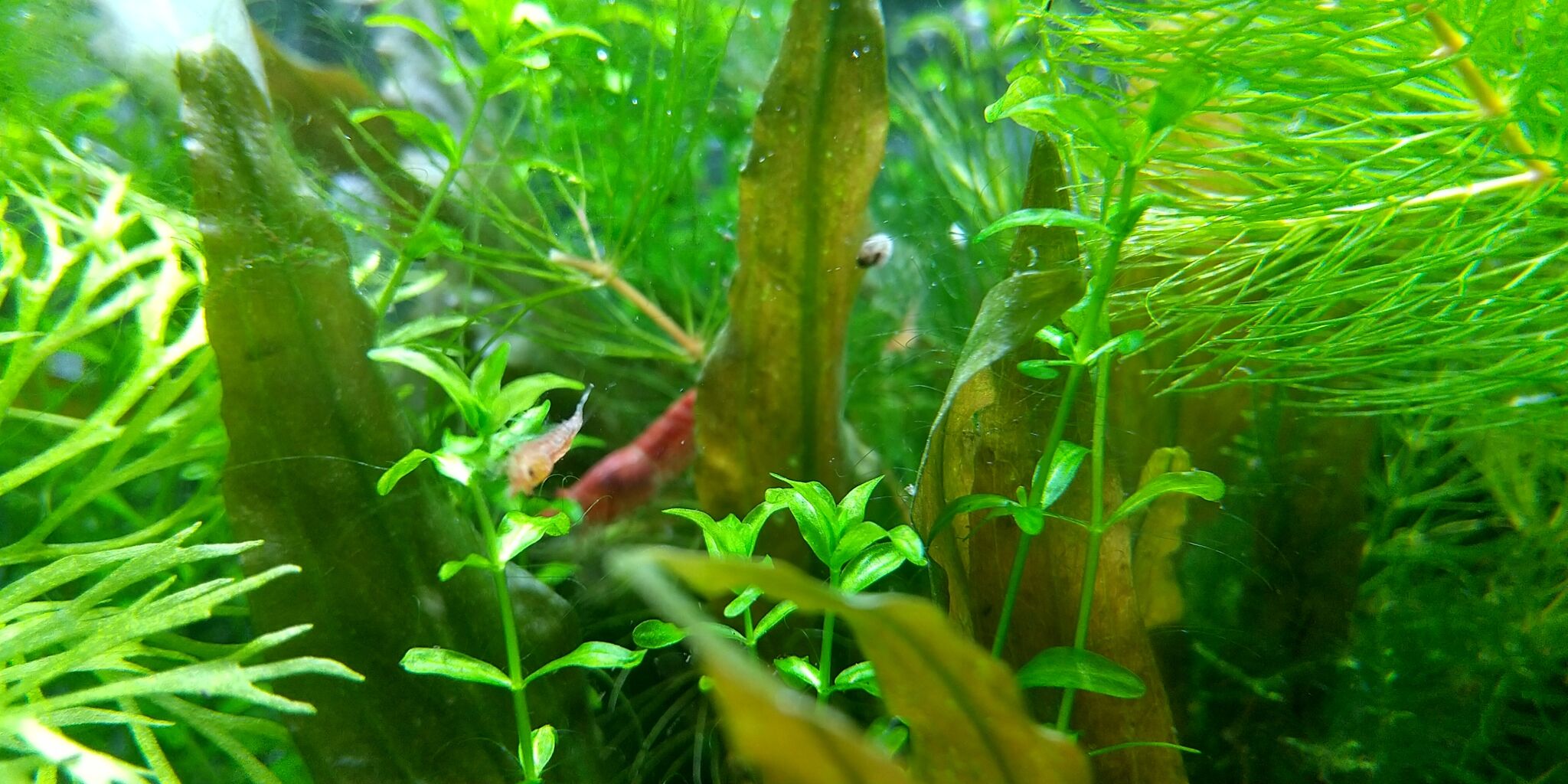 エビさん水槽パシャパシャ写真集 Motiのアクアリウム記録 Moti Aquarium