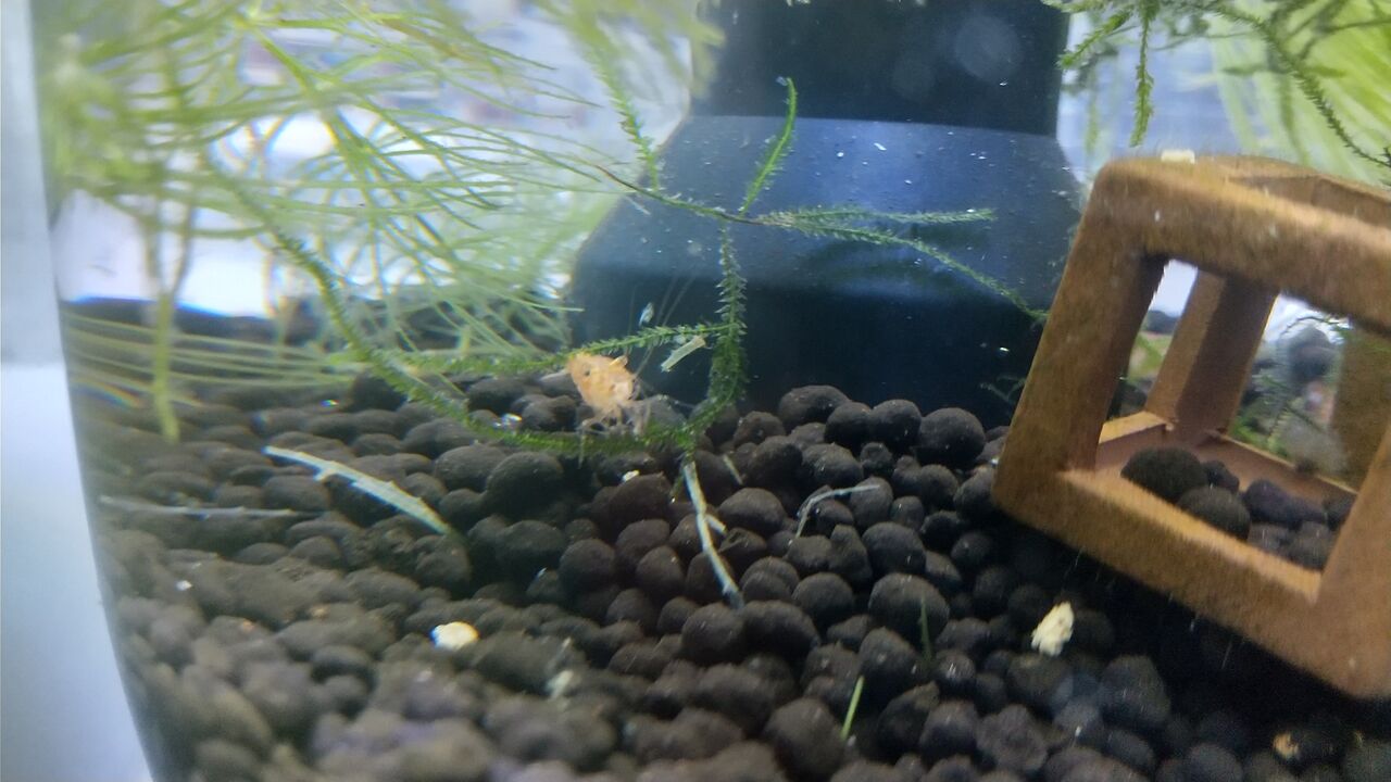 底面フィルターを改造してエビ水槽へ Motiのアクアリウム記録 Moti Aquarium 底面フィルターを改造してエビ水槽へ Motiのアクアリウム記録 Moti Aquarium