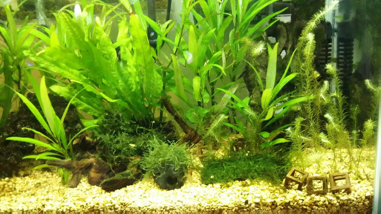 木酢液でコケとり コケ対策 Motiのアクアリウム記録 Moti Aquarium 木酢液でコケとり コケ対策 Motiのアクアリウム記録 Moti Aquarium