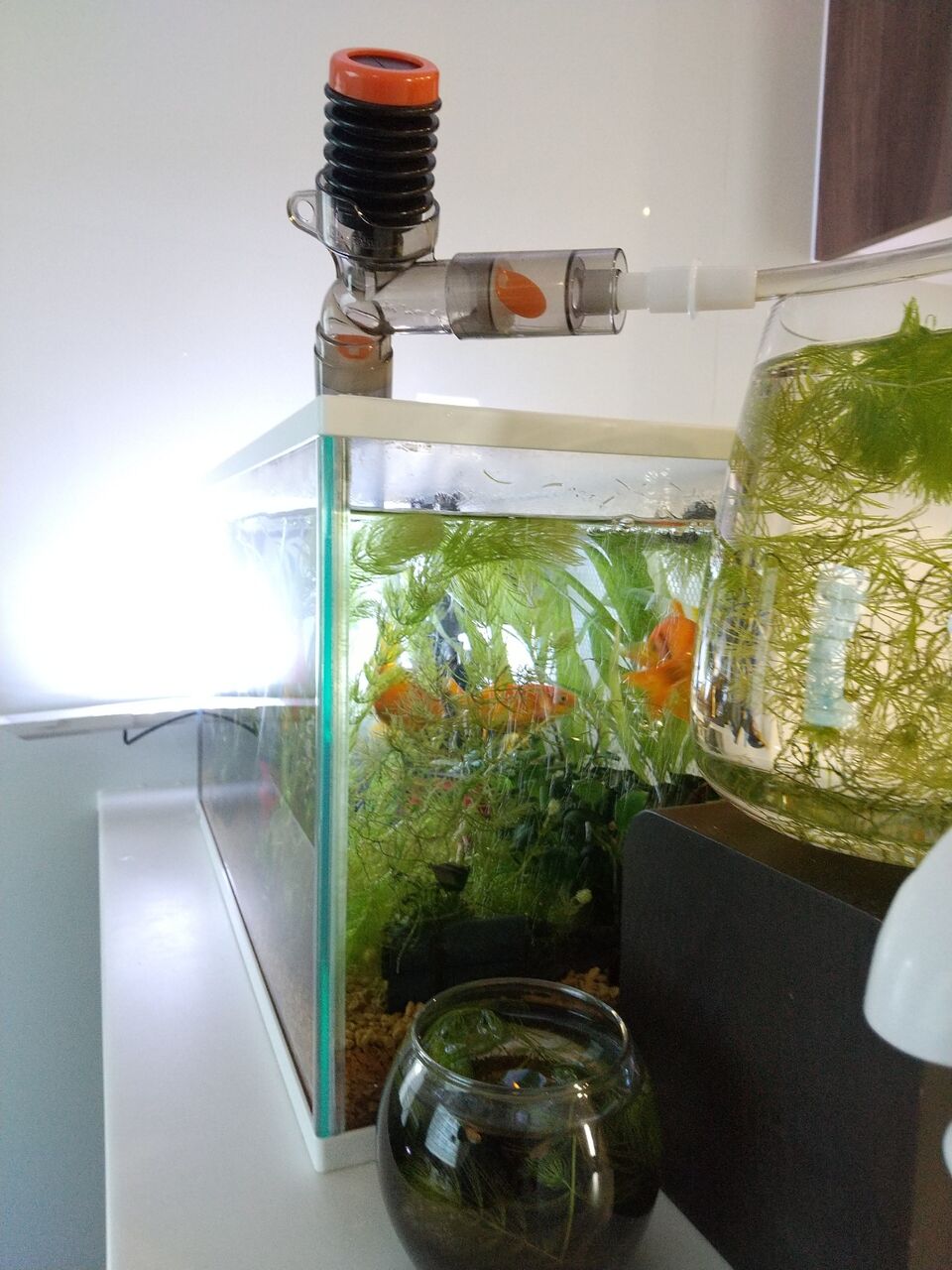 金魚水槽の水換え Motiのアクアリウム記録 Moti Aquarium 金魚水槽の水換え Motiのアクアリウム記録 Moti Aquarium
