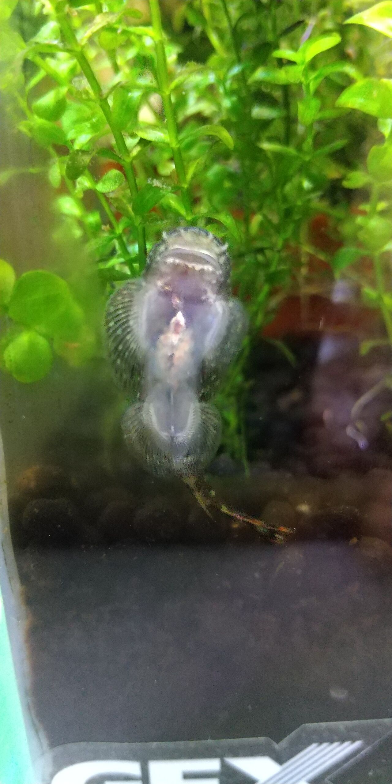 新人さん ボルネオサッカープレコ Motiのアクアリウム記録 Moti Aquarium 新人さん ボルネオサッカープレコ Motiのアクアリウム記録 Moti Aquarium