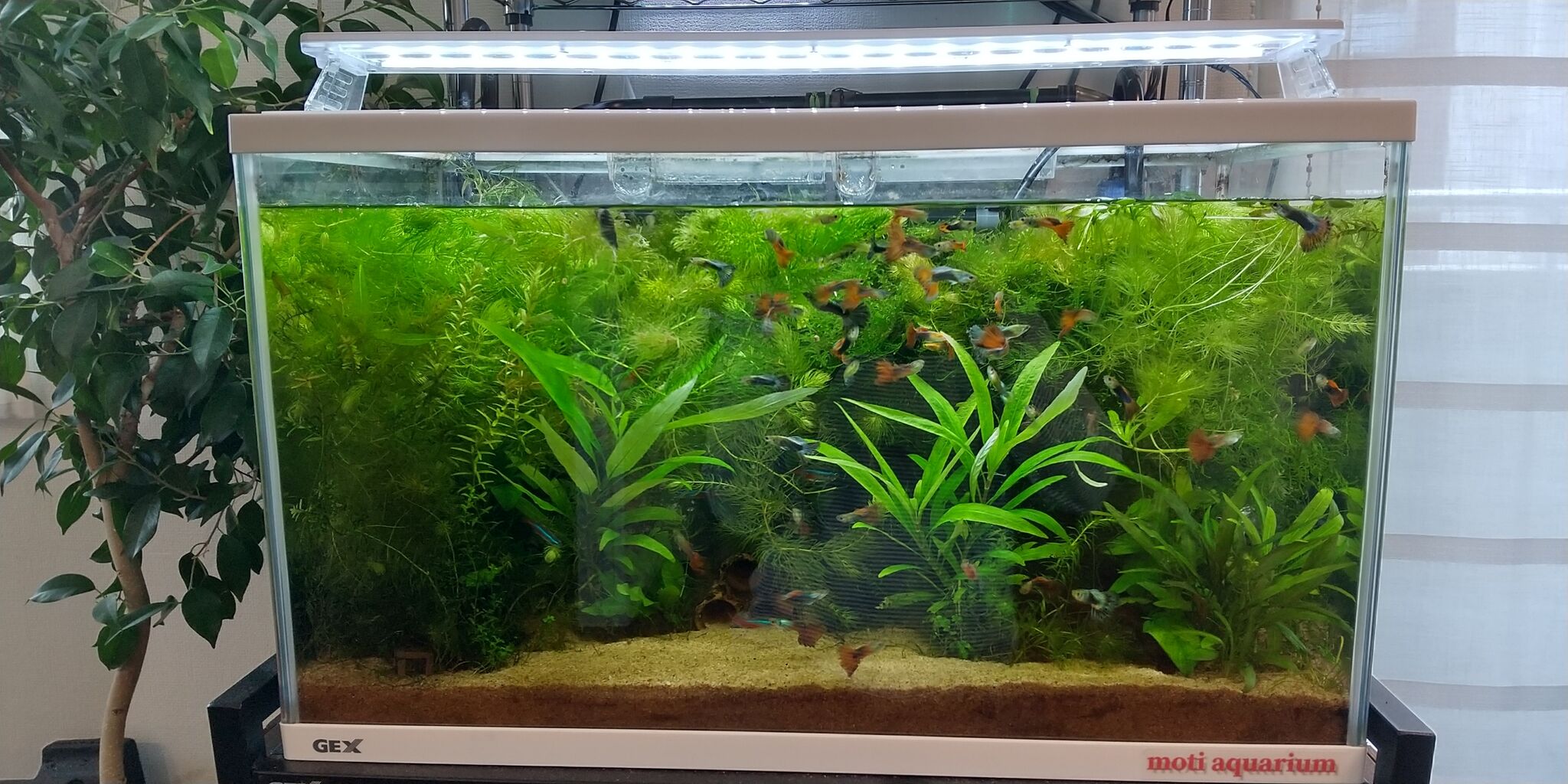 爆売り ジェックス グラステリアキューブ 300 水槽用品セット付き Fucoa Cl