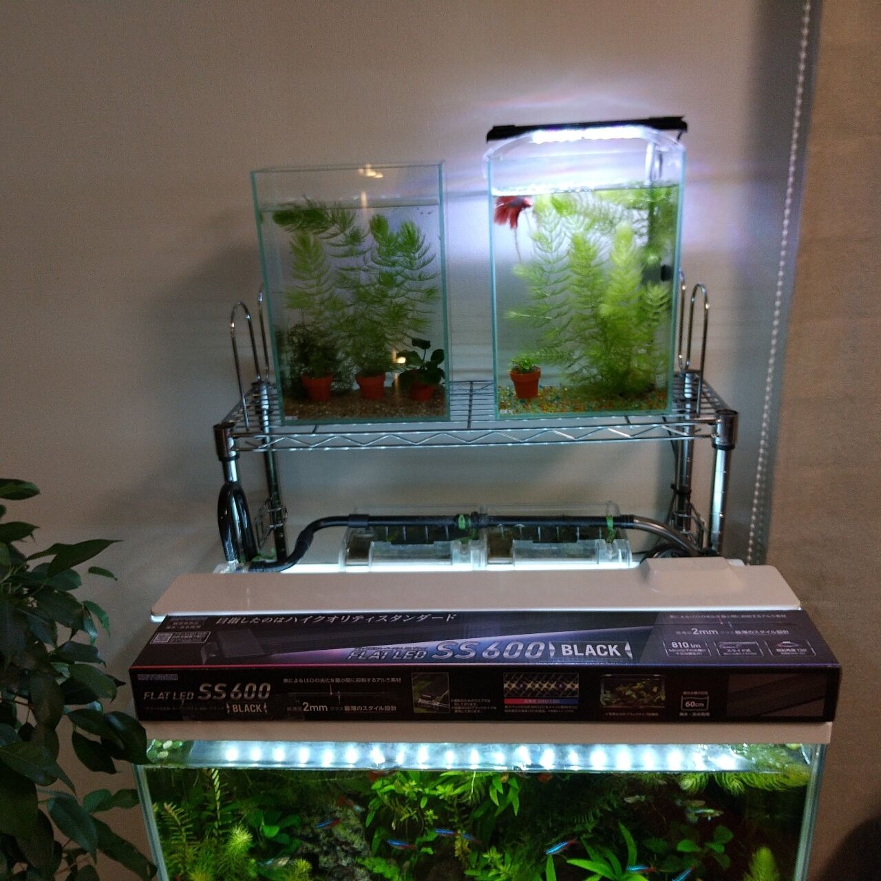 ラック上の水槽用ライト Motiのアクアリウム記録 Moti Aquarium ラック上の水槽用ライト Motiのアクアリウム記録 Moti Aquarium