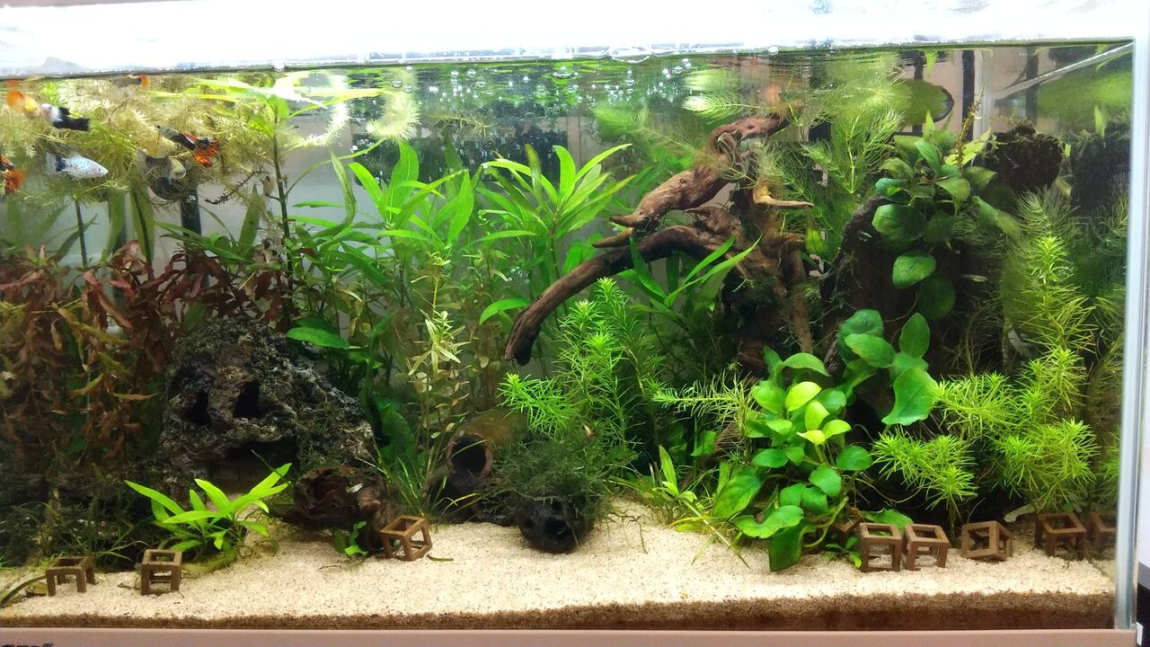 今月の水槽の様子 年7月 Motiのアクアリウム記録 Moti Aquarium 今月の水槽の様子 年7月 Motiのアクアリウム記録 Moti Aquarium