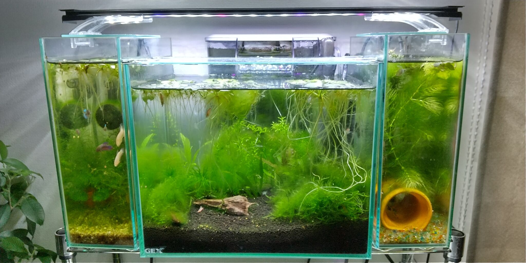 今月の水槽の様子 21年5月 です Motiのアクアリウム記録 Moti Aquarium 今月の水槽の様子 21年5月 です Motiのアクアリウム記録 Moti Aquarium