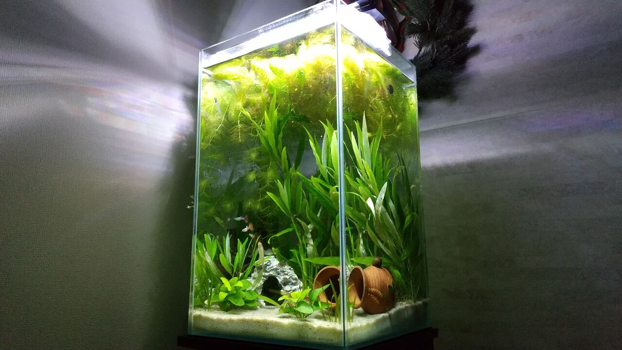 今月の水槽の様子 年12月 です Motiのアクアリウム記録 Moti Aquarium 今月の水槽の様子 年12月 です Motiのアクアリウム記録 Moti Aquarium