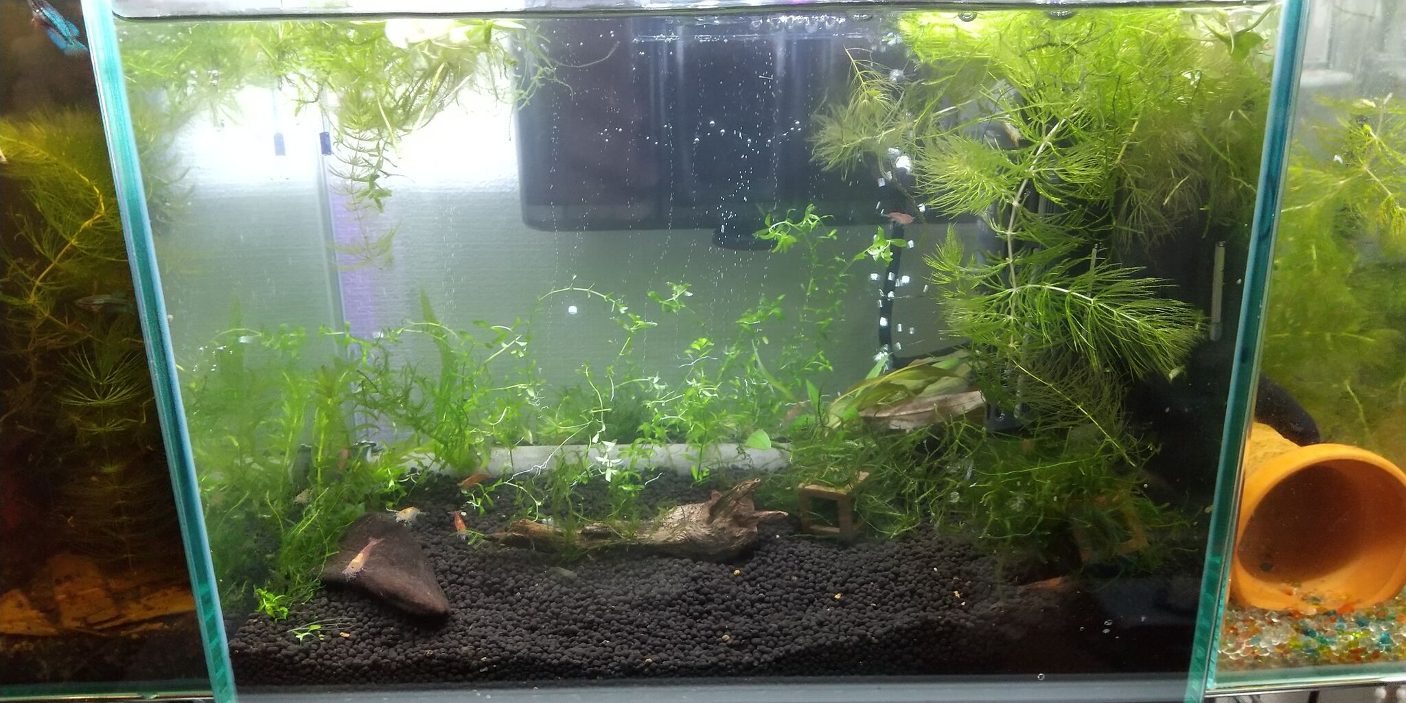 エビさん水槽立ち上げ 引っ越し Motiのアクアリウム記録 Moti Aquarium